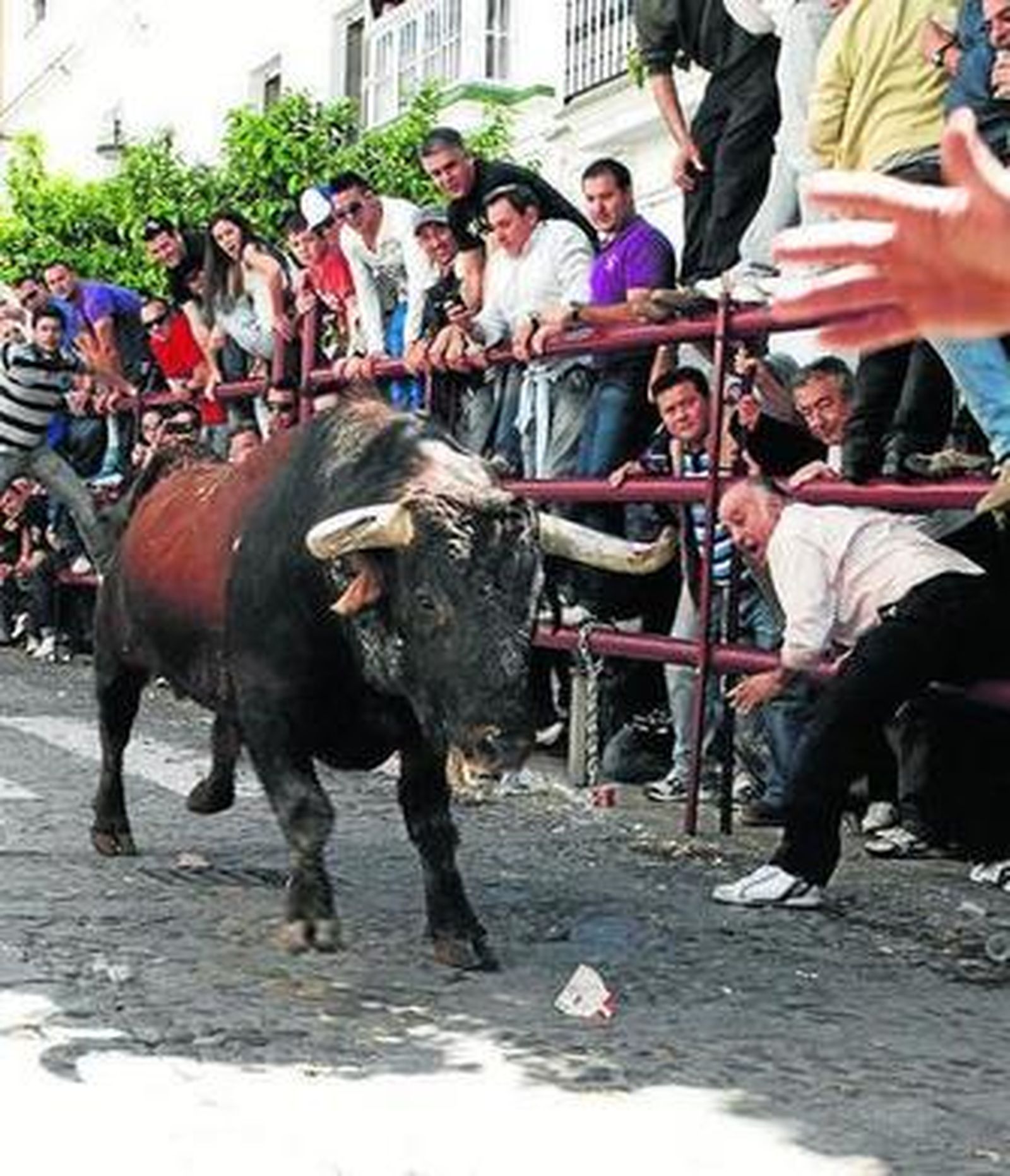Uno de los toros que corrieron por las calles de Arcos el año pasado.
