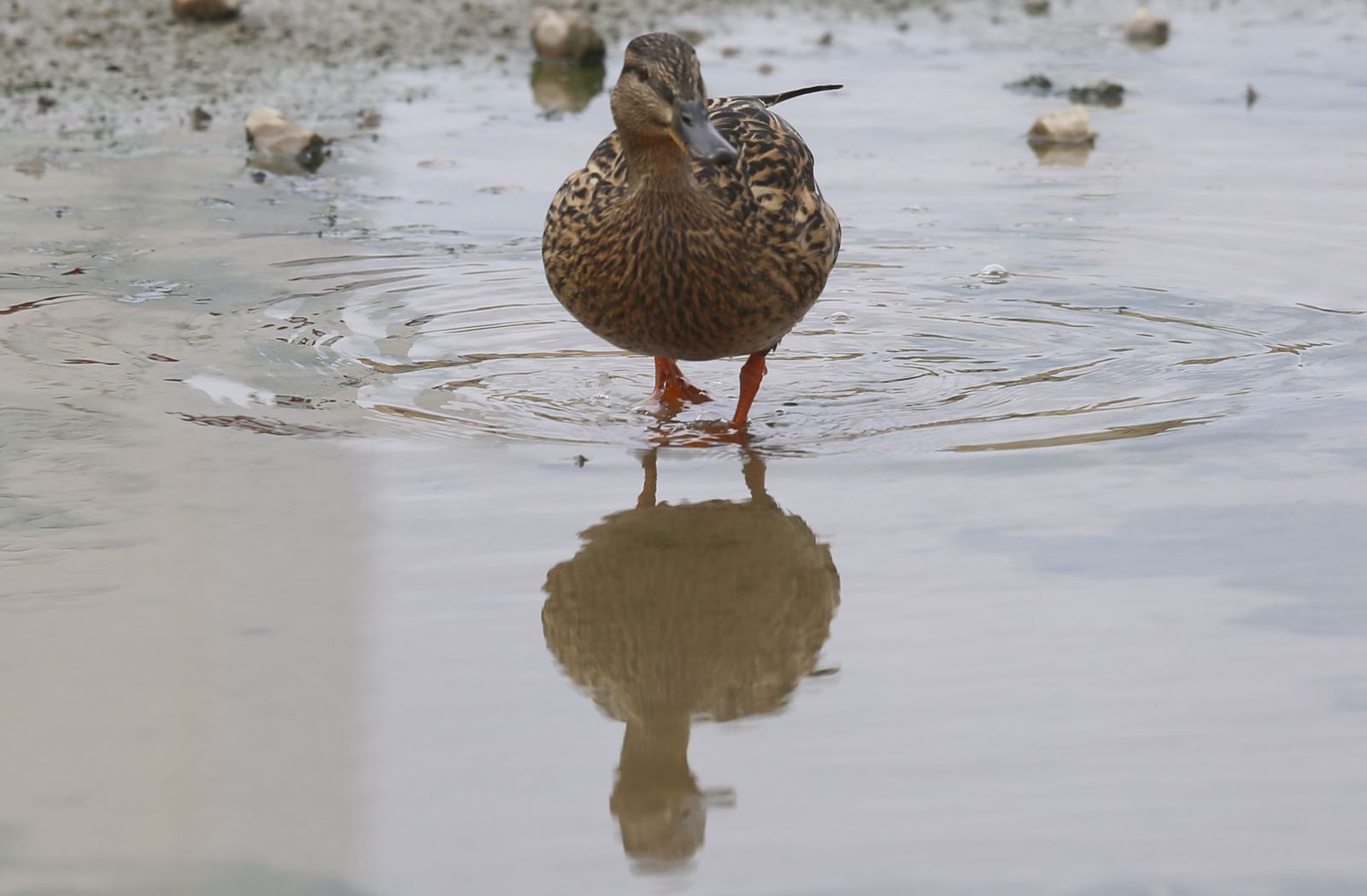 Playas cerradas en Torremolinos, la imagen del coronavirus en Málaga