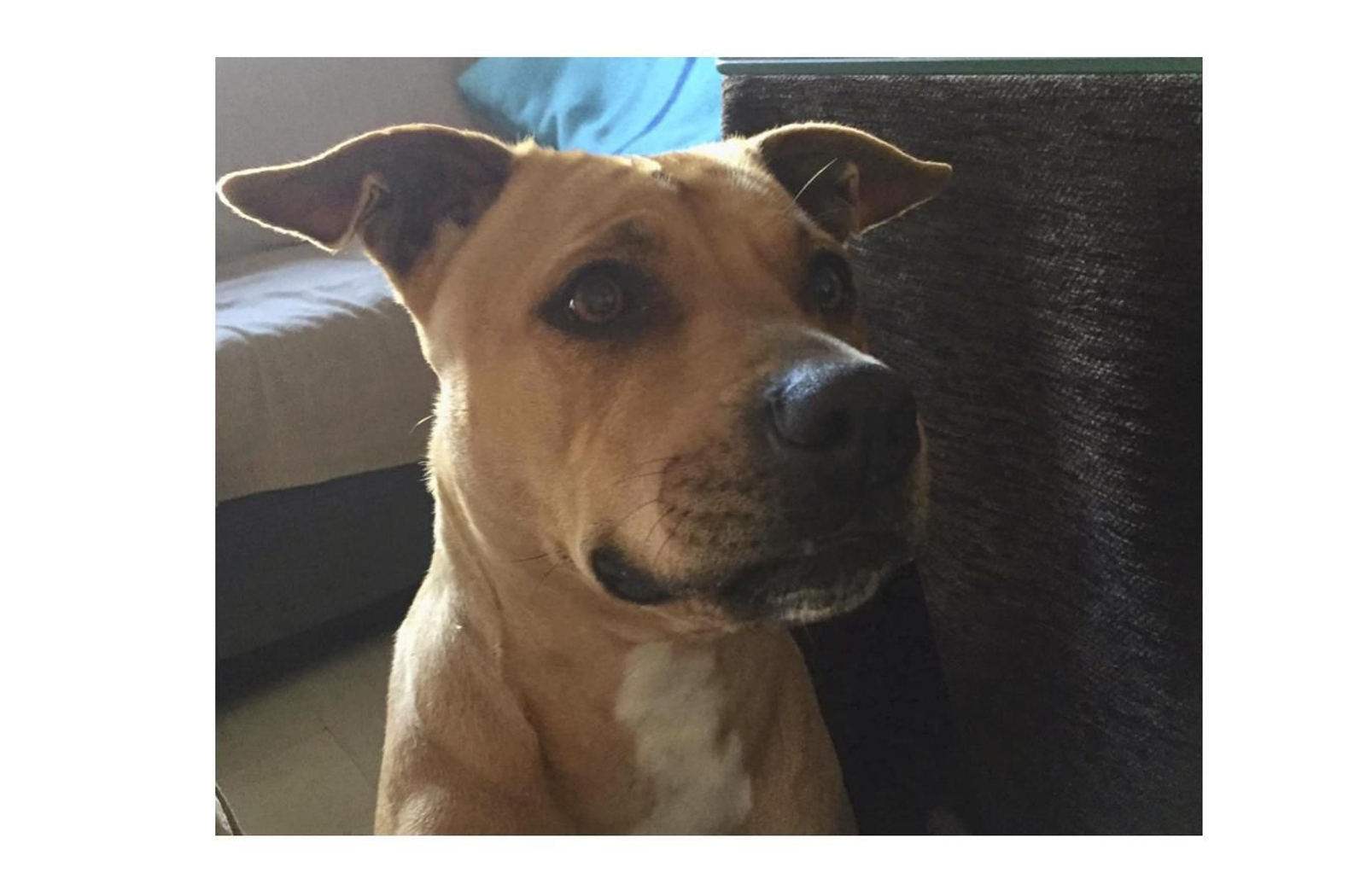 "Triana", la perra objeto del conflicto vecinal