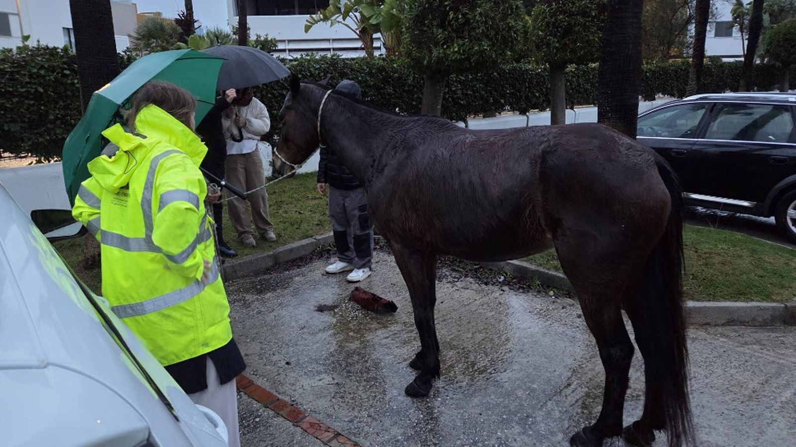La yegua, junto a su salvador y otro grupo de personas
