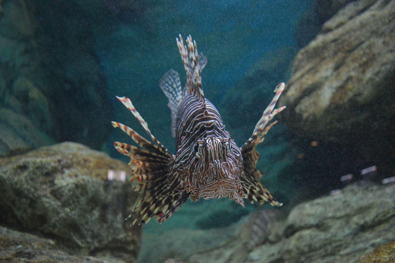 Ejemplar de pez león, especie originaria del océano Índico que está colonizando el Mediterráneo oriental.