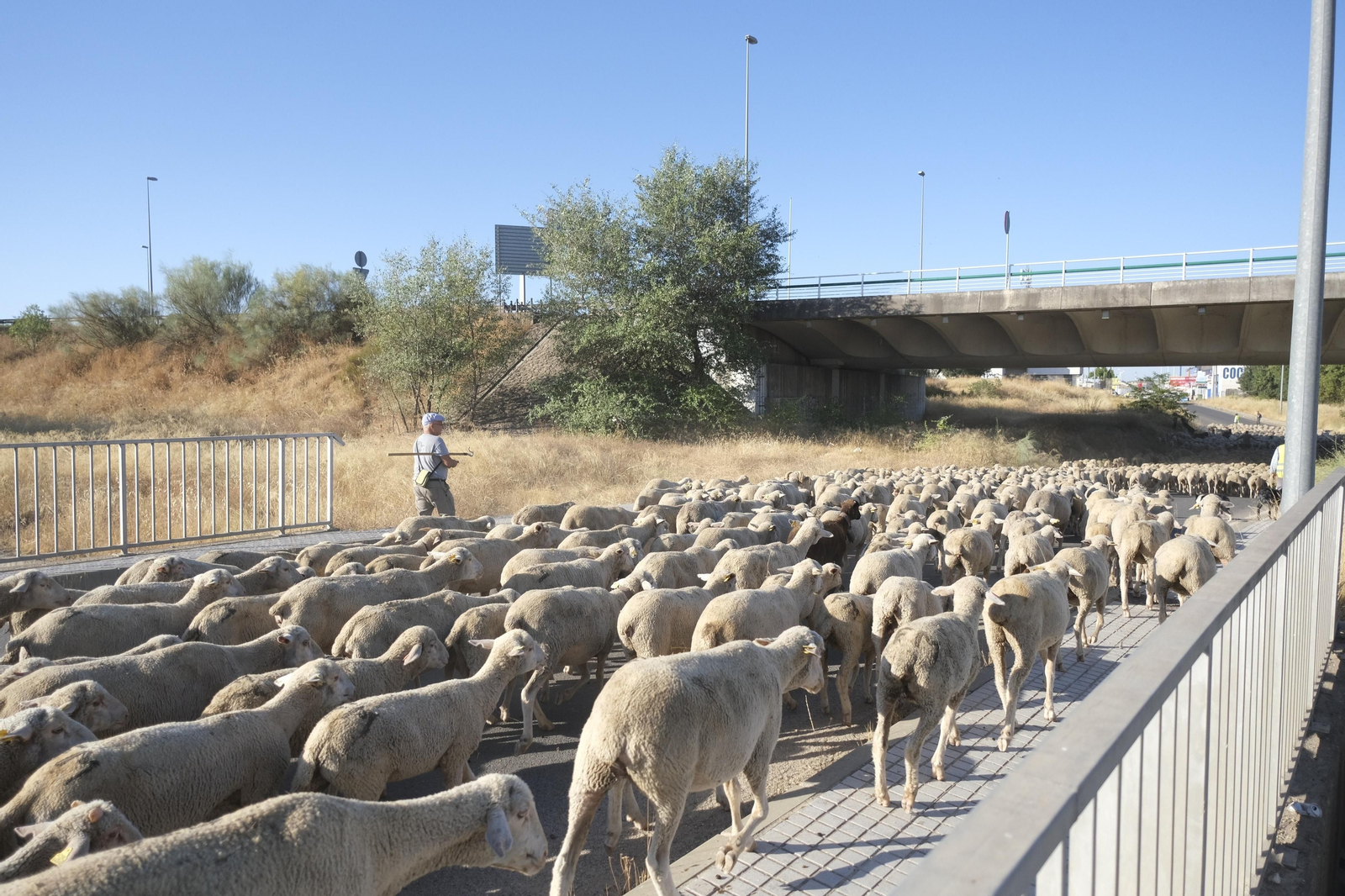 Un paseo trashumante por Córdoba, en imágenes Un paseo trashumante por Córdoba, en imágenes