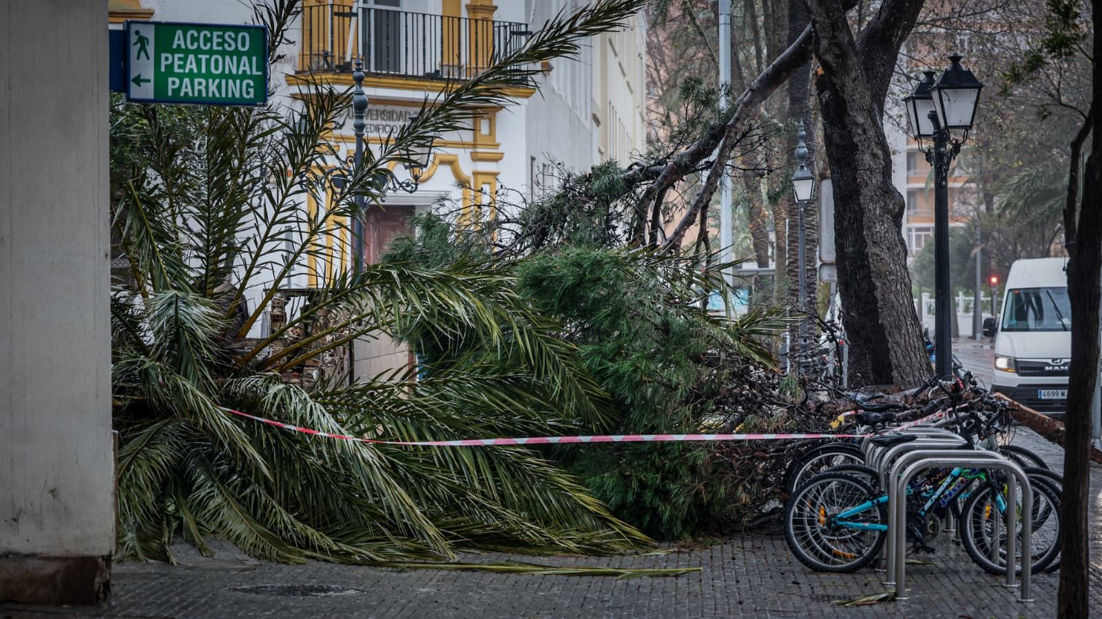 Árboles caídos en el Parque Genovés de Cádiz por la fuerza de la borrasca Kristin.