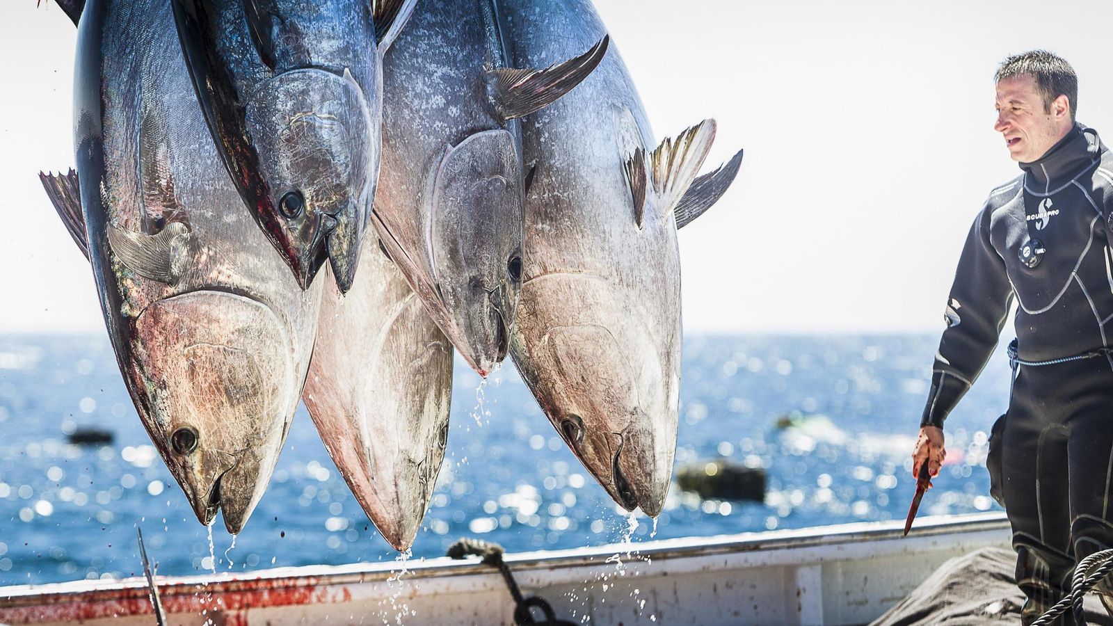 Varios atunes recién capturados.