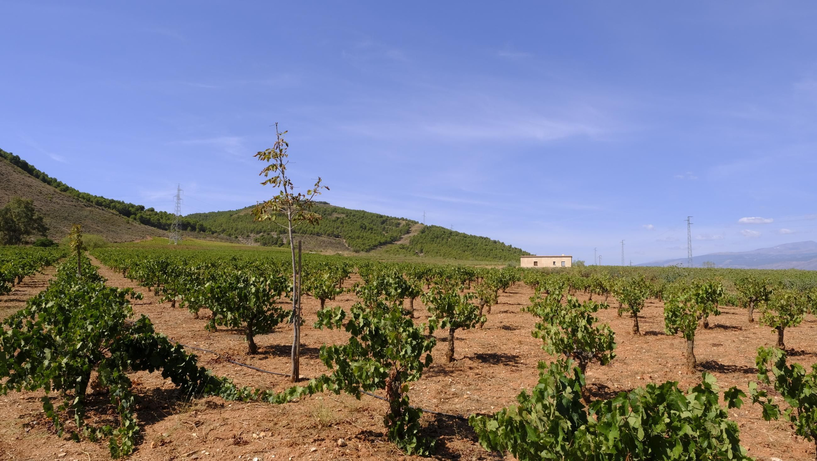 La vendimia en la Bodega Cortijo del Cura de Laujar, en imágenes
