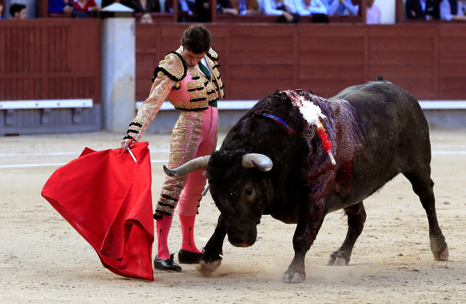 Fernando Robleño, en un derechazo a un 'victorino' en Las Ventas. Fernando Robleño, en un derechazo a un 'victorino' en Las Ventas.