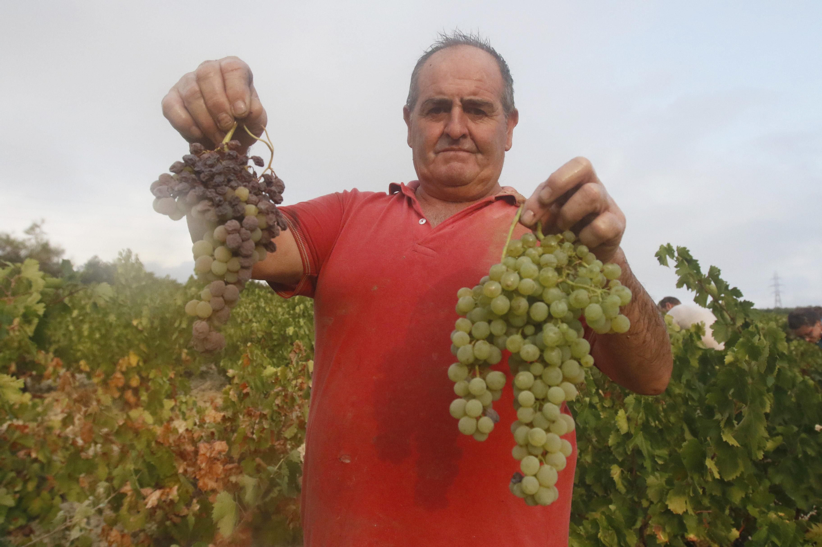 La vendimia en Montilla-Moriles, en fotografías
