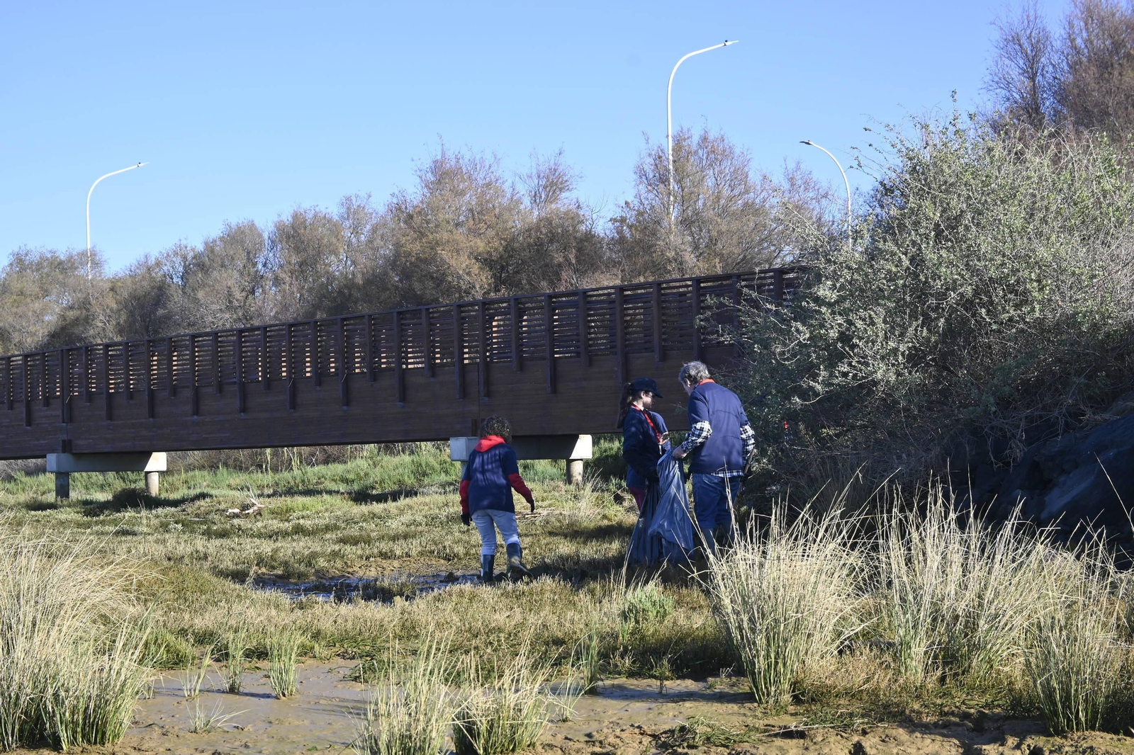 Plantación de la especie autóctona Espartina Marítima en imágenes