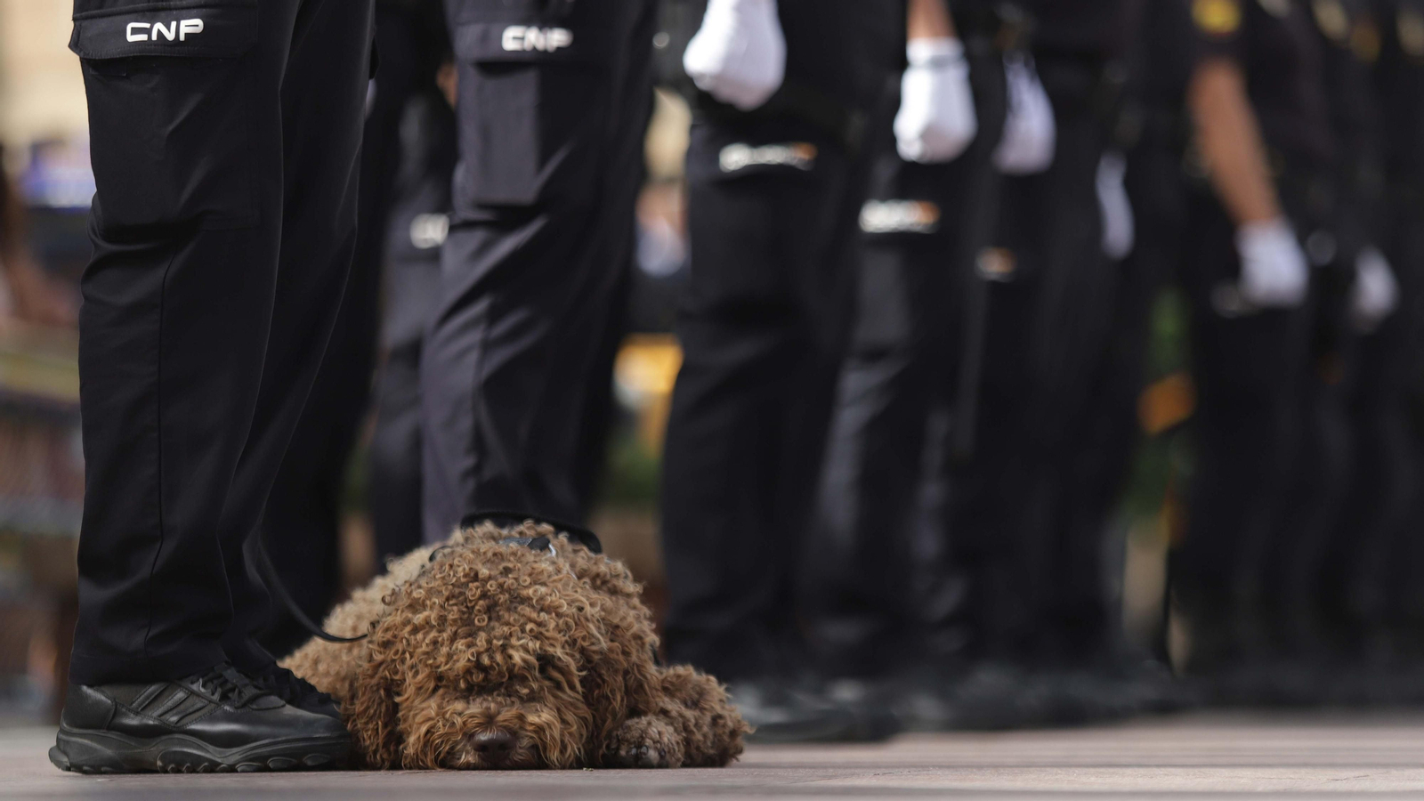 Fotos festividad de los Santos Ángeles Custodios de la  Policía Nacional en Algeciras