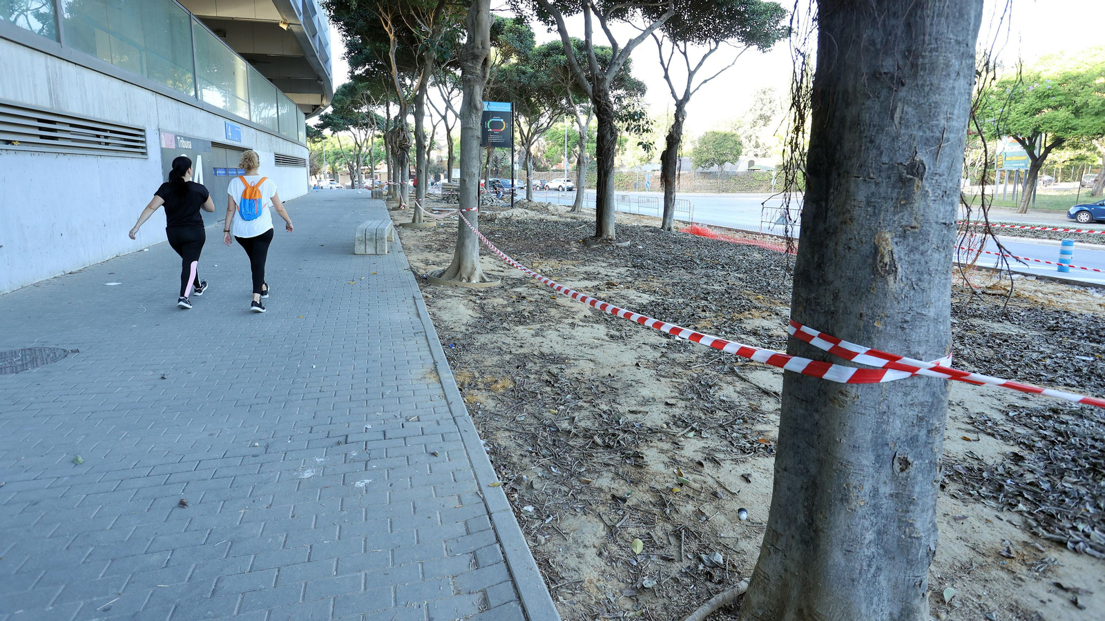 Traslado de los árboles de Chapín