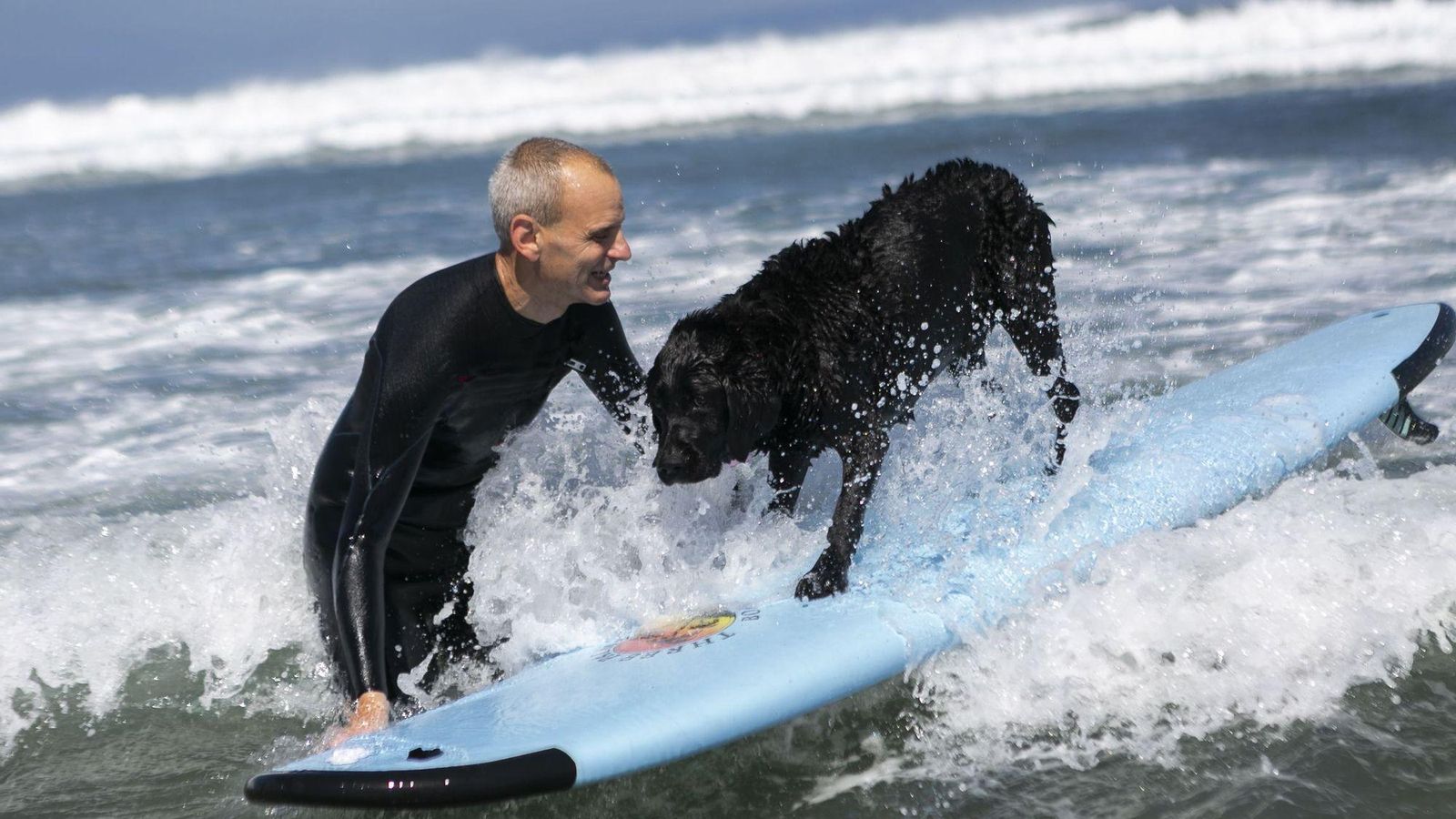 Campeonato de Surf Canino