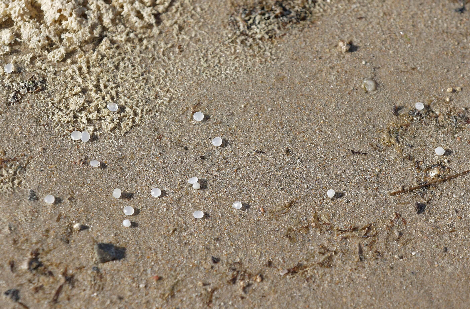 Fotos del vertido de pellets en las playas de Tarifa Fotos del vertido de pellets en las playas de Tarifa