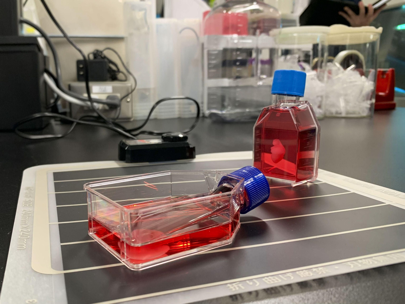 Los parches de cardiomiocitos iPS en el laboratorio de la Universidad de Osaka.