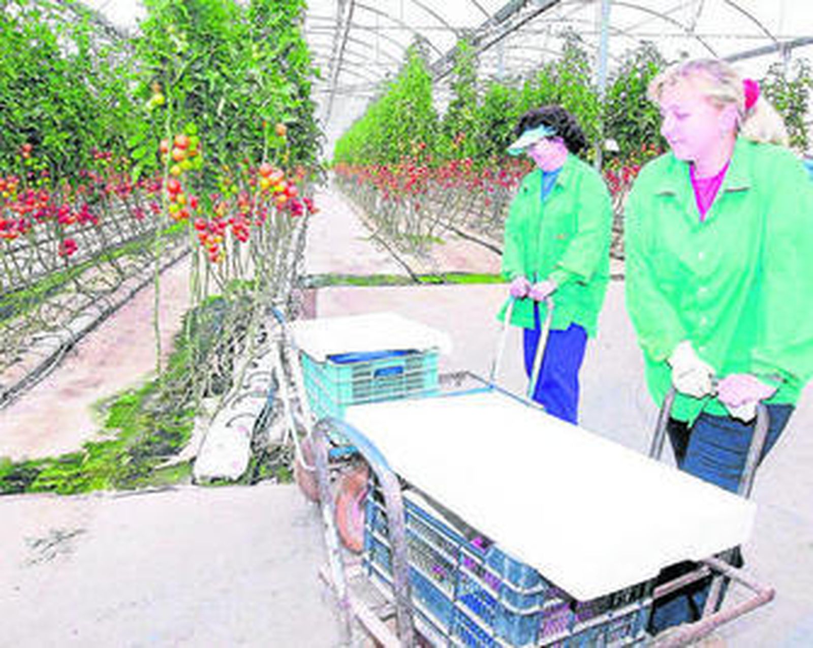 La producción de tomate de Almería supone el 18,7% de la producción nacional de este cultivo.