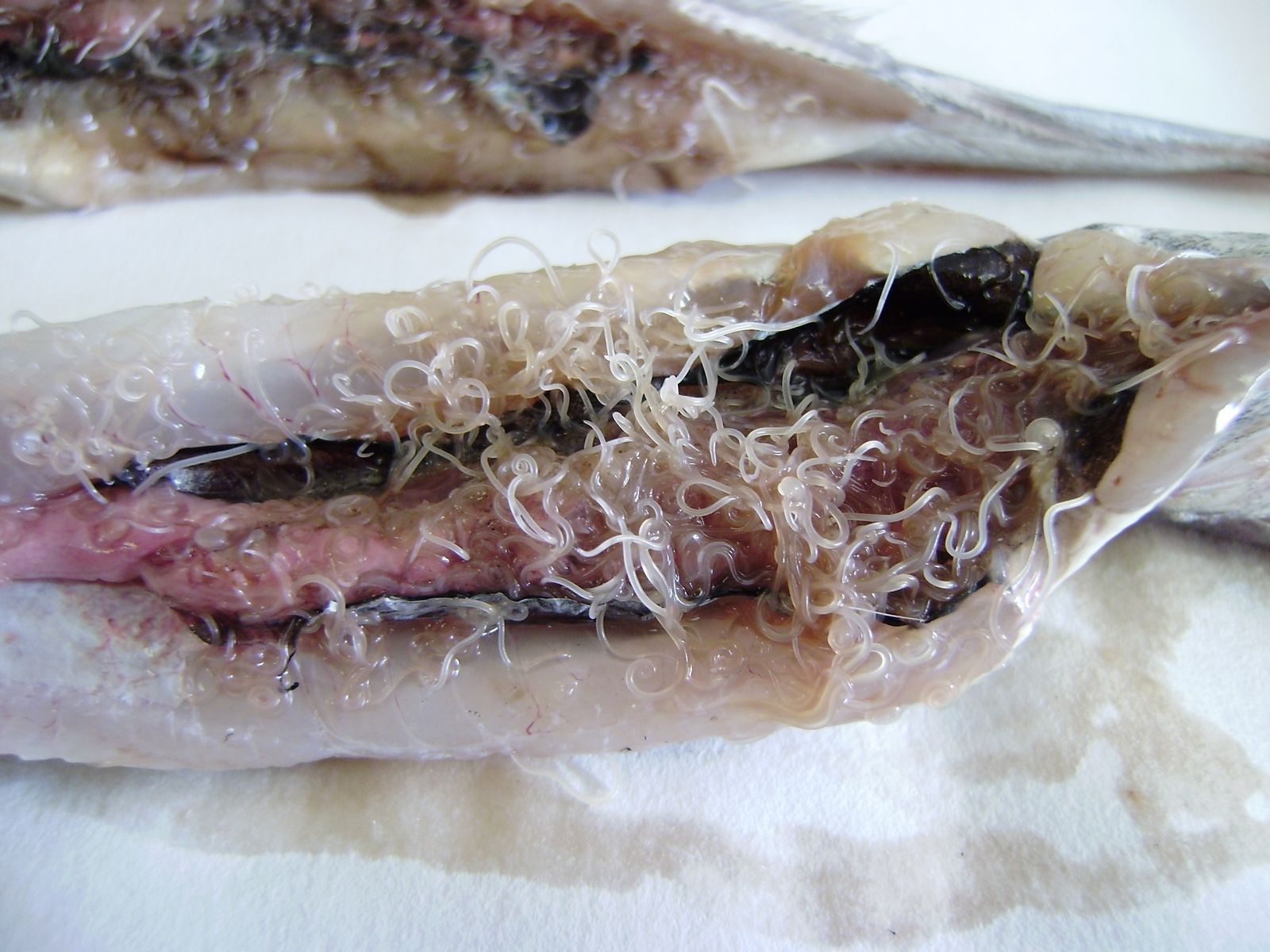 Anisakis en el pescado.