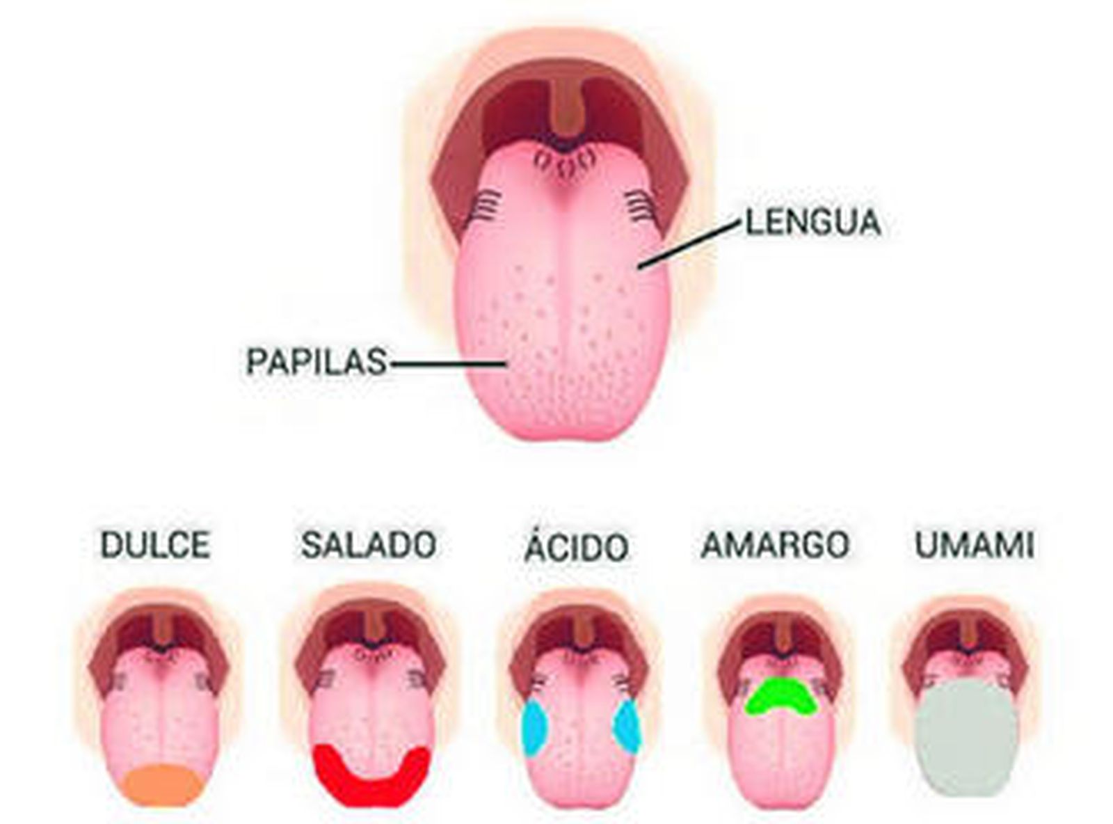 Dónde detectamos cada sabor.