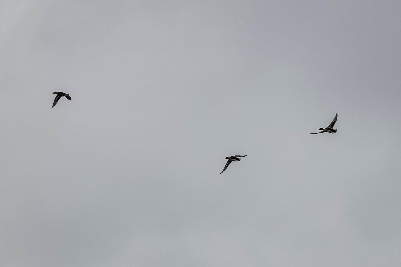 Otro día de frío y lluvia en Sevilla