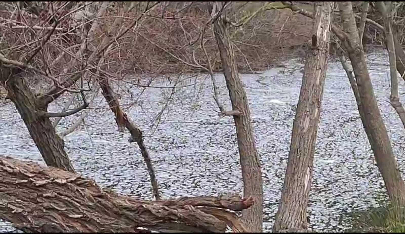 Vertido de aguas residuales industriales en el río Guadiaro