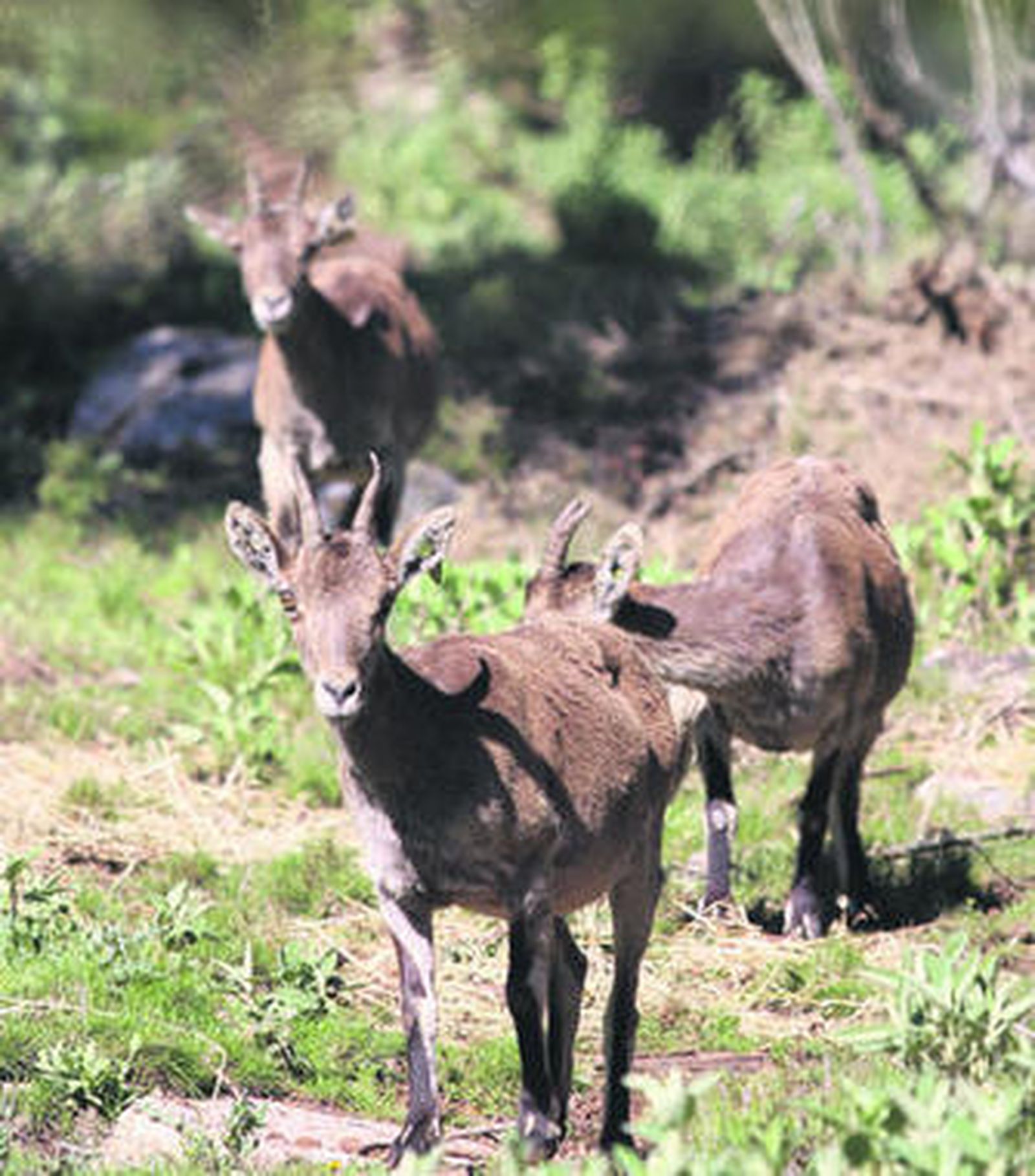 Cabras montesas, uno de los animales que puede verse.