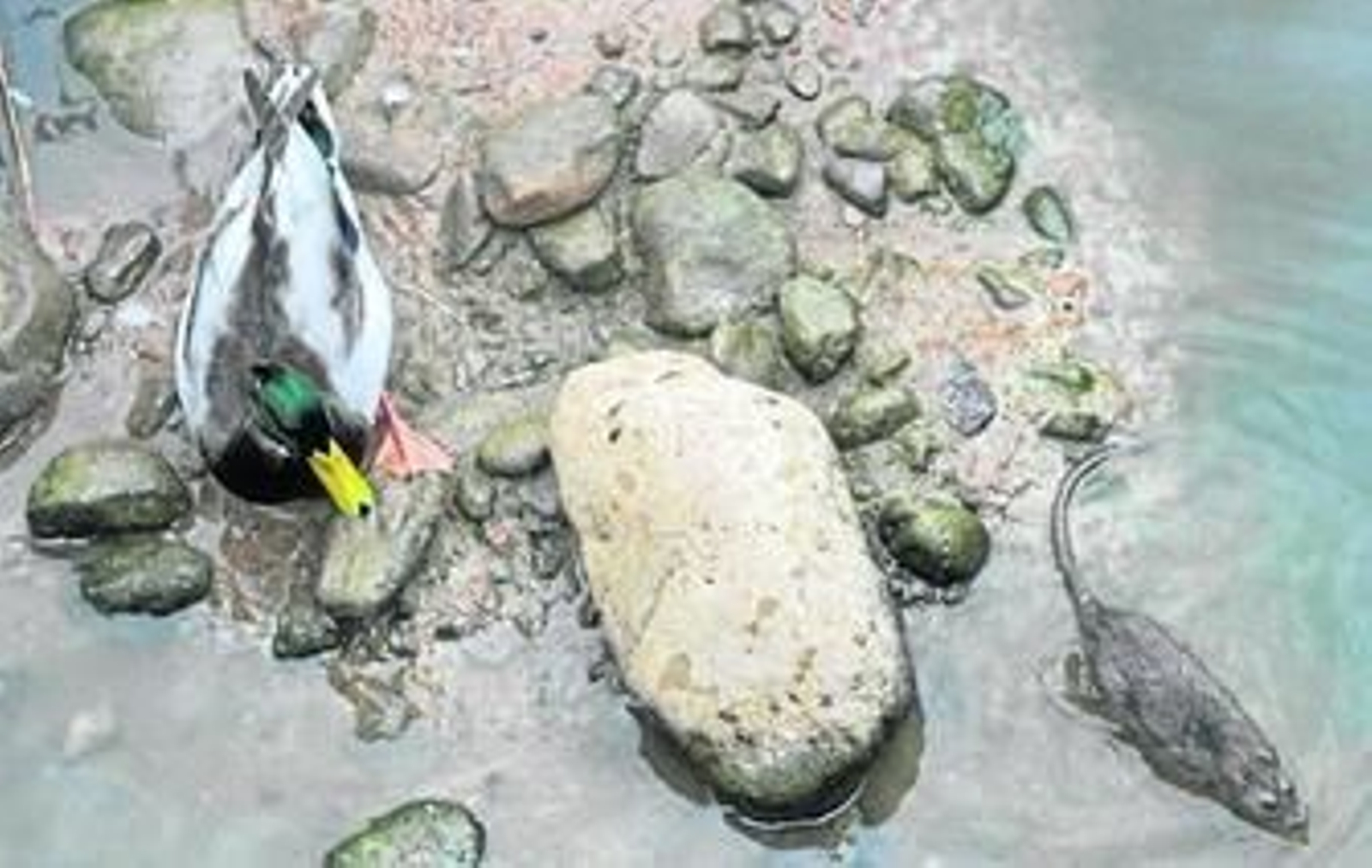 Imagen de un pato junto a una rata que nada por el río Pícaro.
