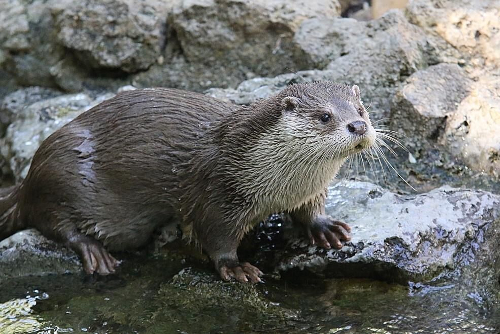La nutria Sara ha estado en el Zoo de Jerez desde 2005. La nutria Sara ha estado en el Zoo de Jerez desde 2005.
