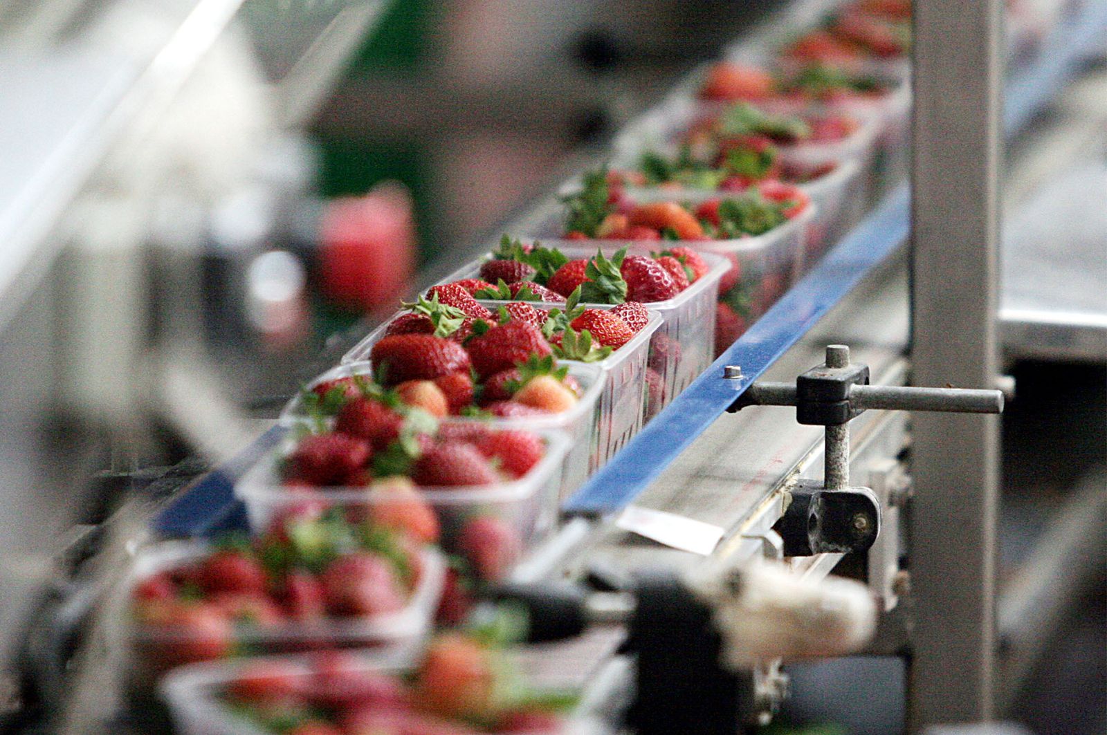 Cadena de envasado de fresas en una empresa en Palos de la Frontera.