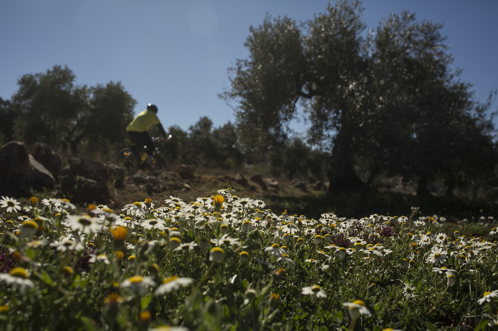 Imágenes de la primavera adelantada en Málaga
