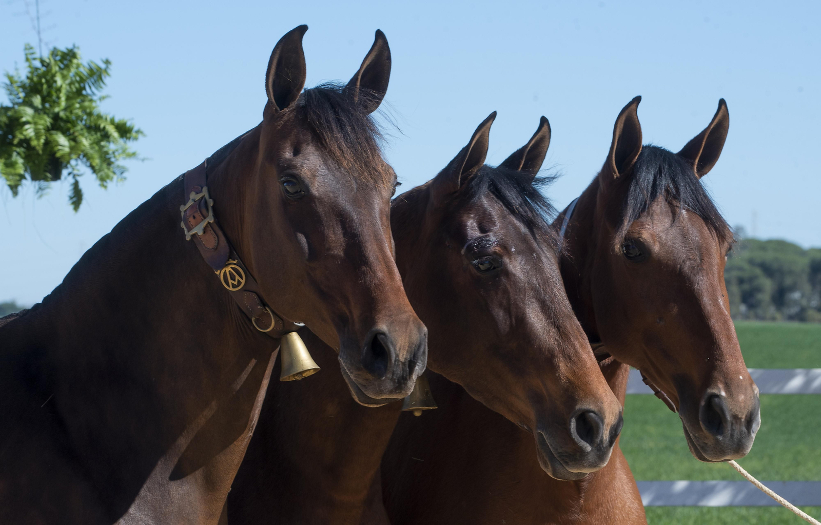 Un día de matanza en una finca sevillana