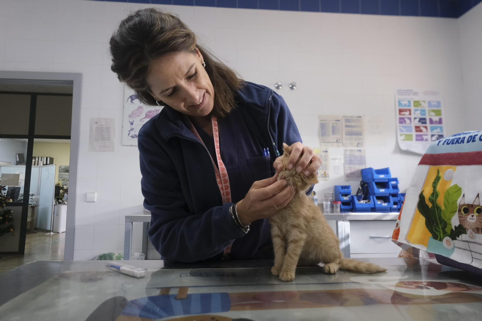 Una trabajadora del Centro de Bienestar Animal de Sadeco atiende a un gato