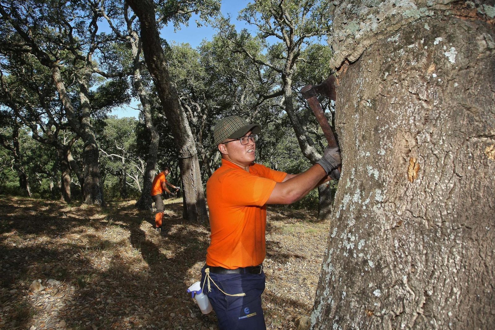 Uno de los alumnos del curso sobre oficios corcheros que imparte la Junta pela un ejemplar de alcornoque en la finca de Valdeinfierno, en Los Barrios.