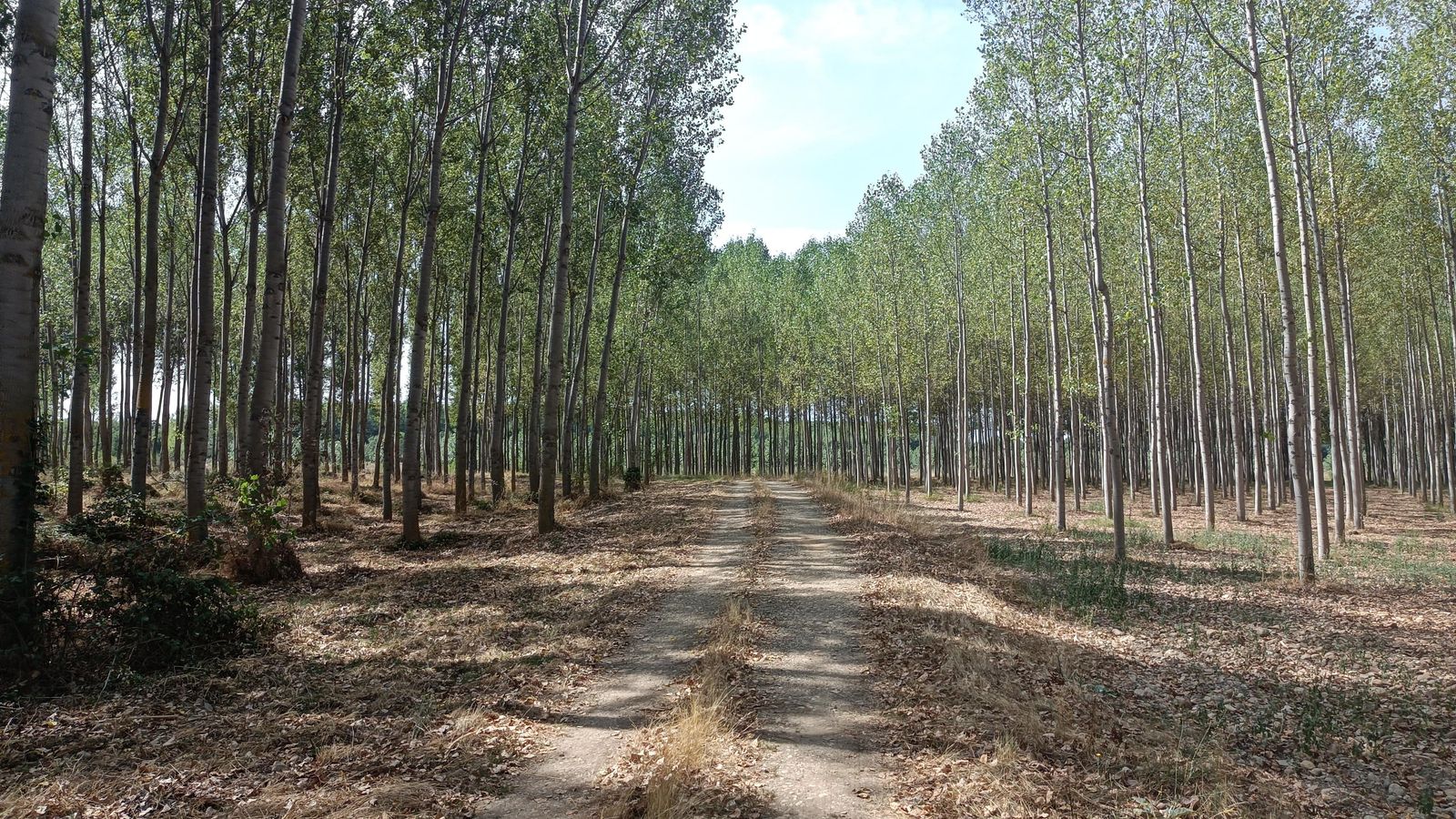 Tras Santa Marta de Tera, el Camino avanza junto al río (Imagen de 2021)