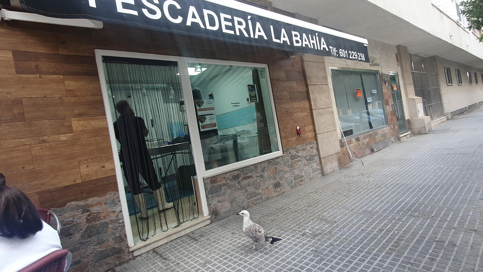 La gaviota se queda todas las mañanas esperando a las puertas de la pescadería La Bahía, ubicada en la calle Emilio Castelar, en el barrio de Astilleros
