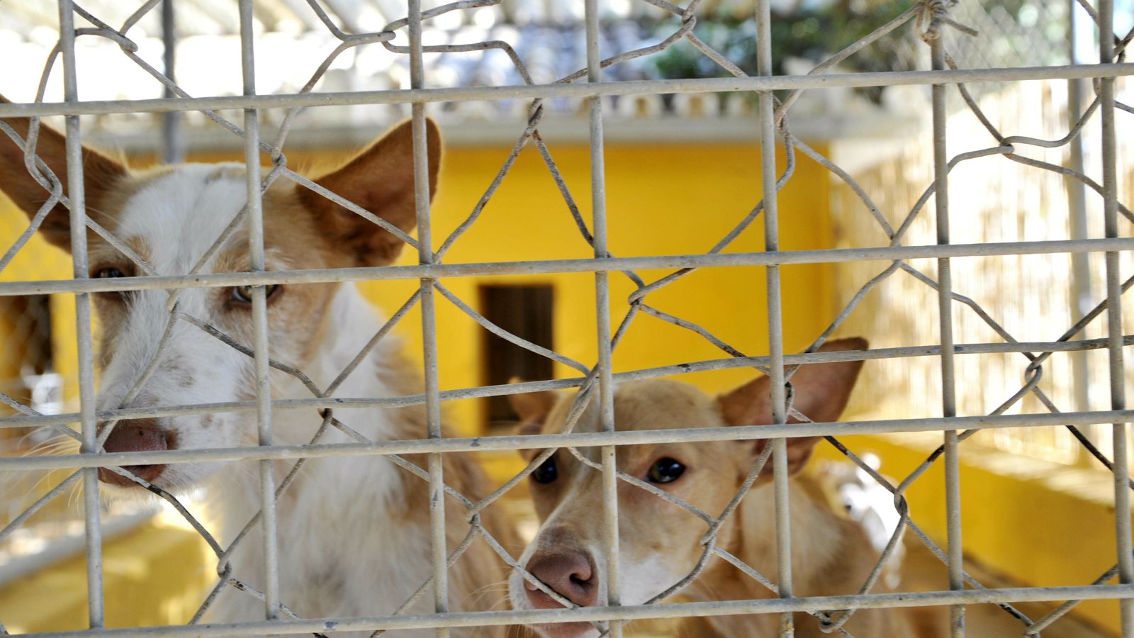 Dos perritos mirando a cámara.