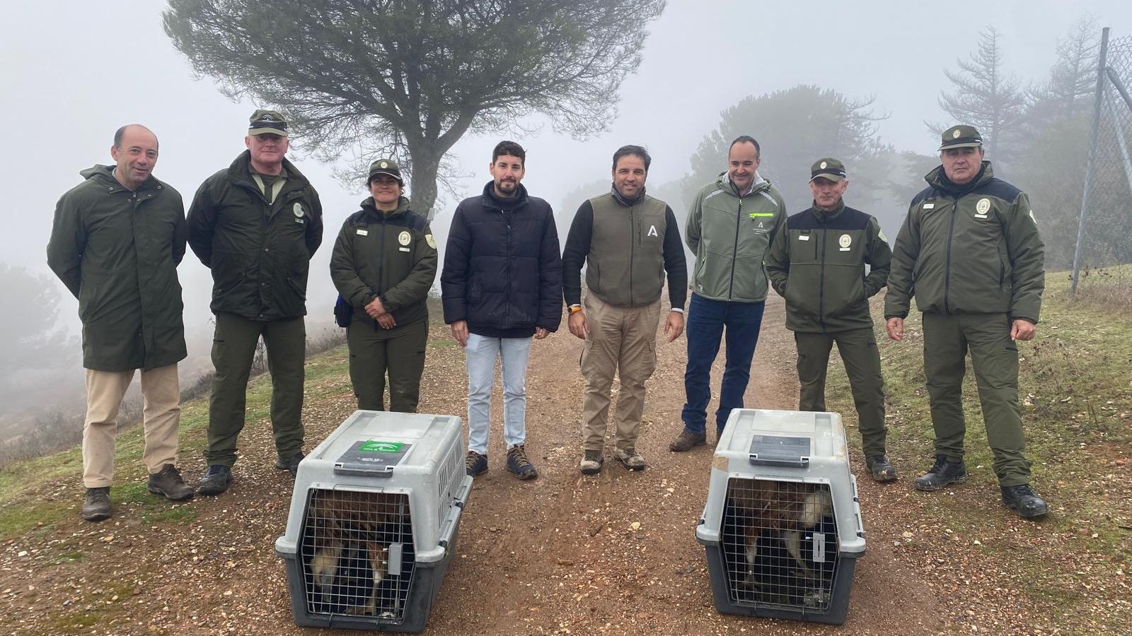 Momento de la suelta de los dos buitres leonados en el término municipal de Aroche.