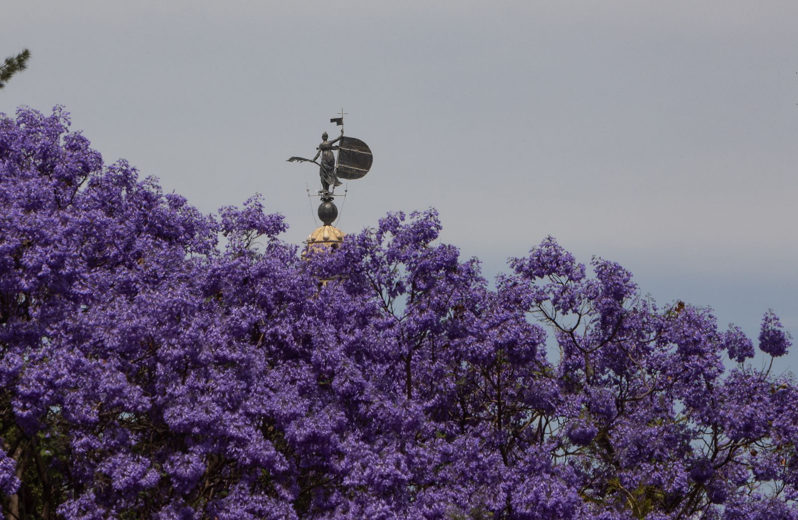 Las jacarandas vuelven a teñir de morado Sevilla