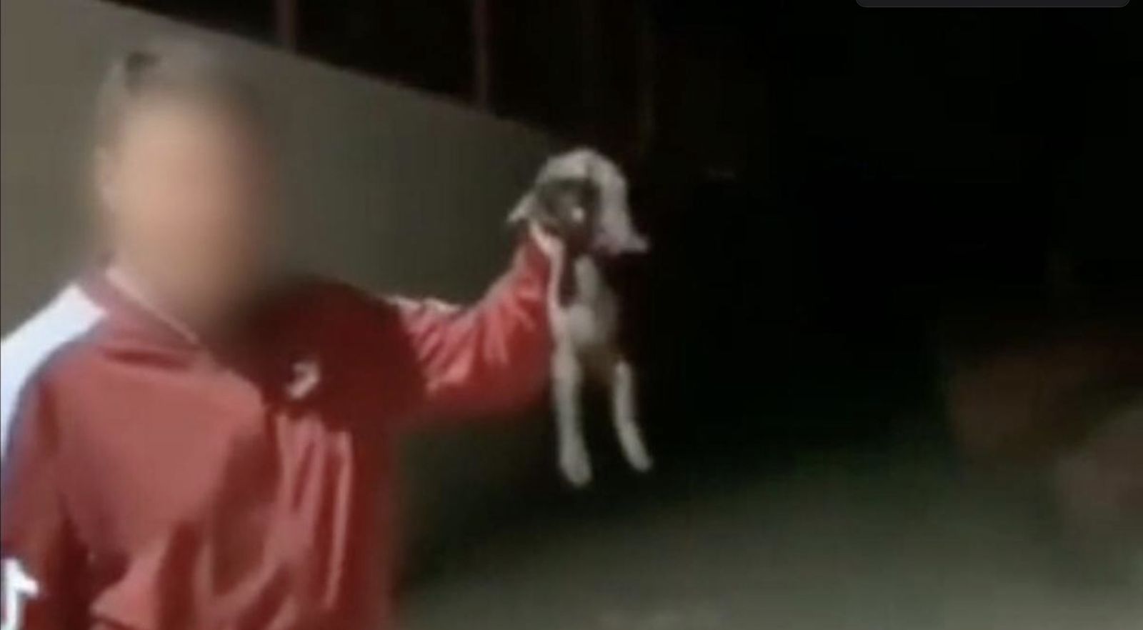 La Guardia Civil investiga un vídeo para identificar a un joven que patea a un gato