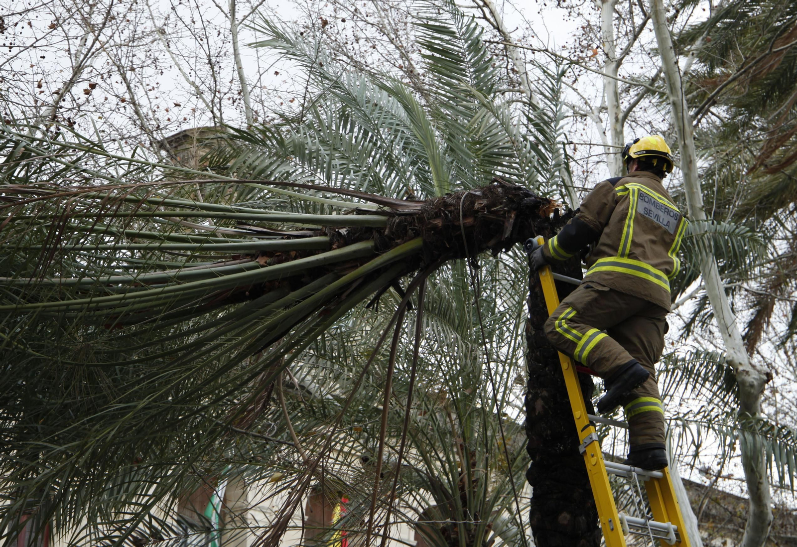 Las imágenes del temporal en Sevilla