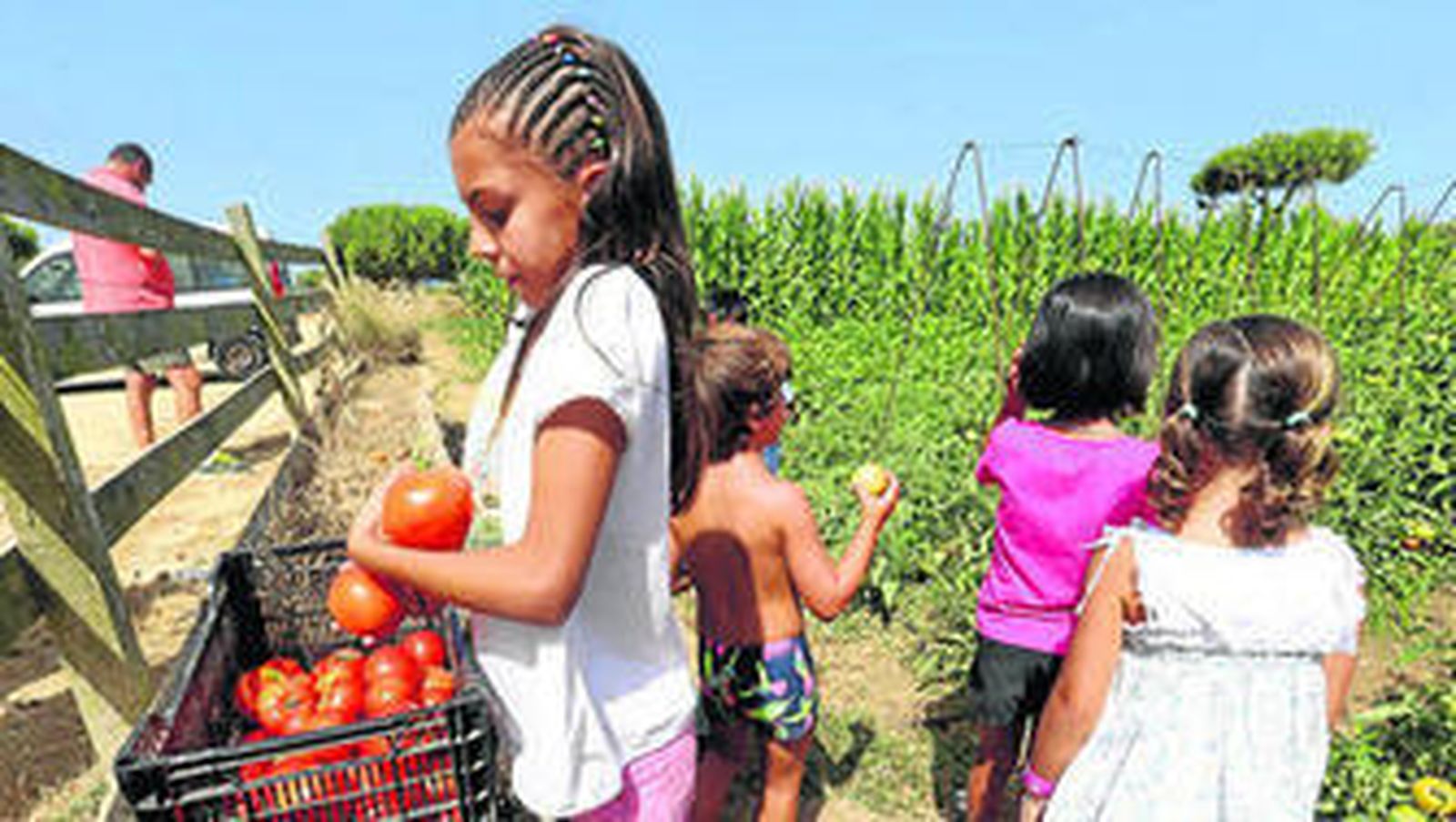 Vista de los jóvenes recogiendo el sembrado de la huerta.