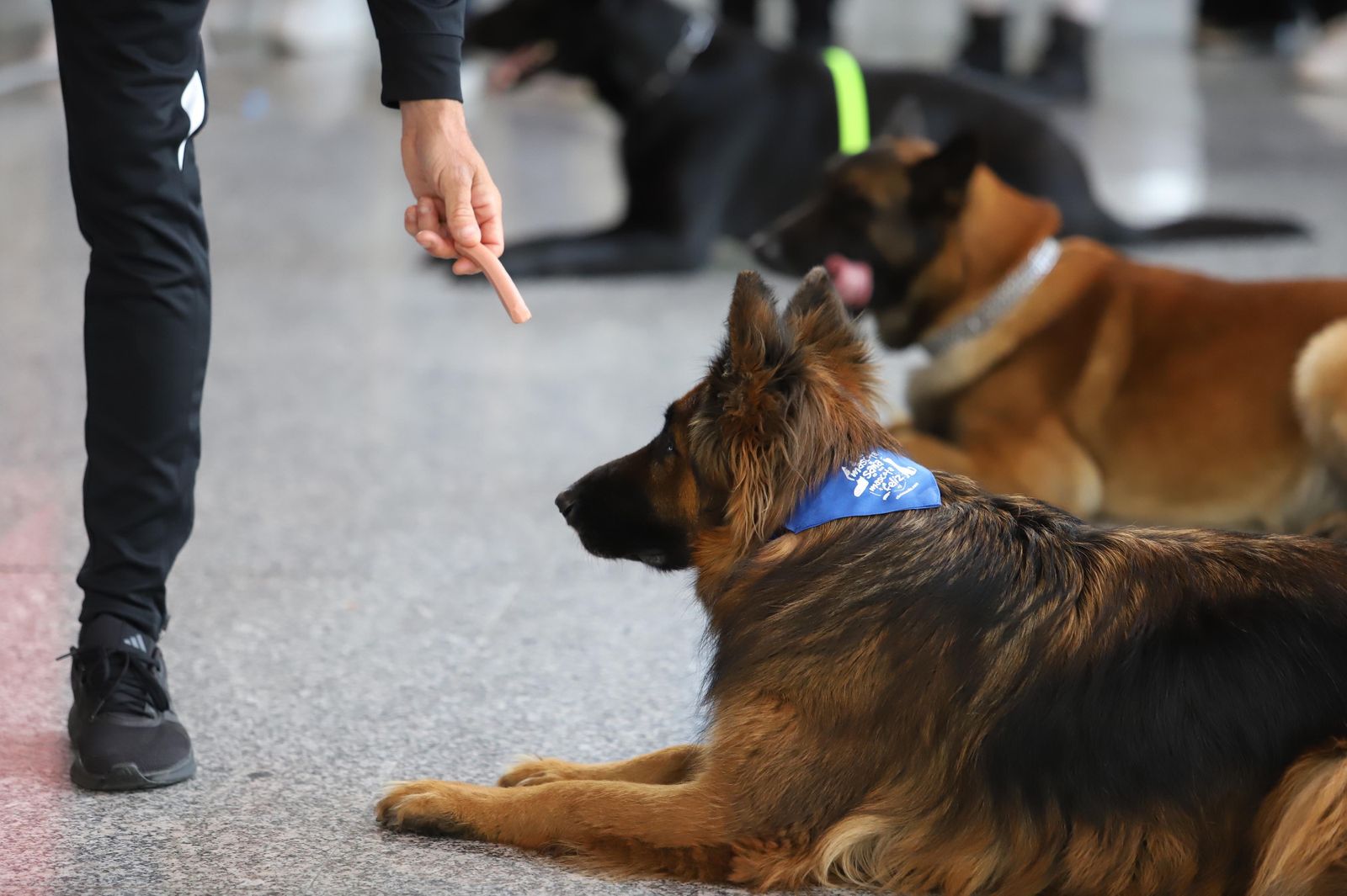 Fotos de la jornada 'Mi mascota, mi familia' en el Centro Comercial Bahía Plaza.