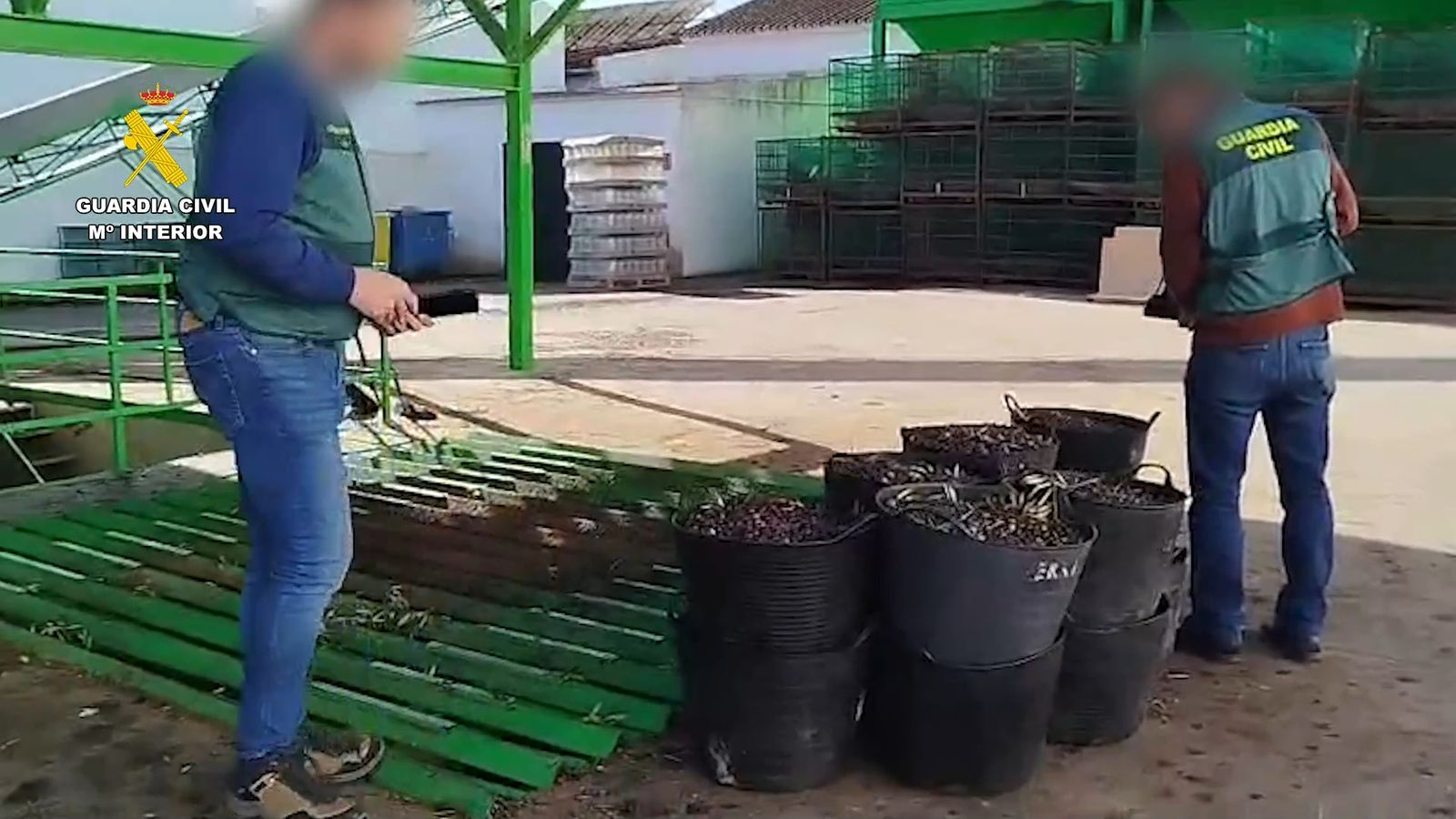 La Guardia Civil en una operación en Huelva al detectar estafas con la venta fraudulenta de aceitunas