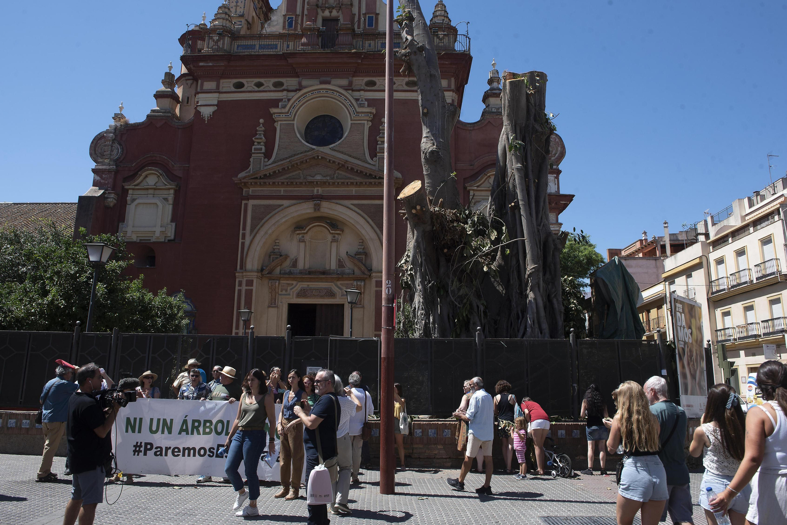Los activistas se manifiestan contra la tala del ficus de San Jacinto.
