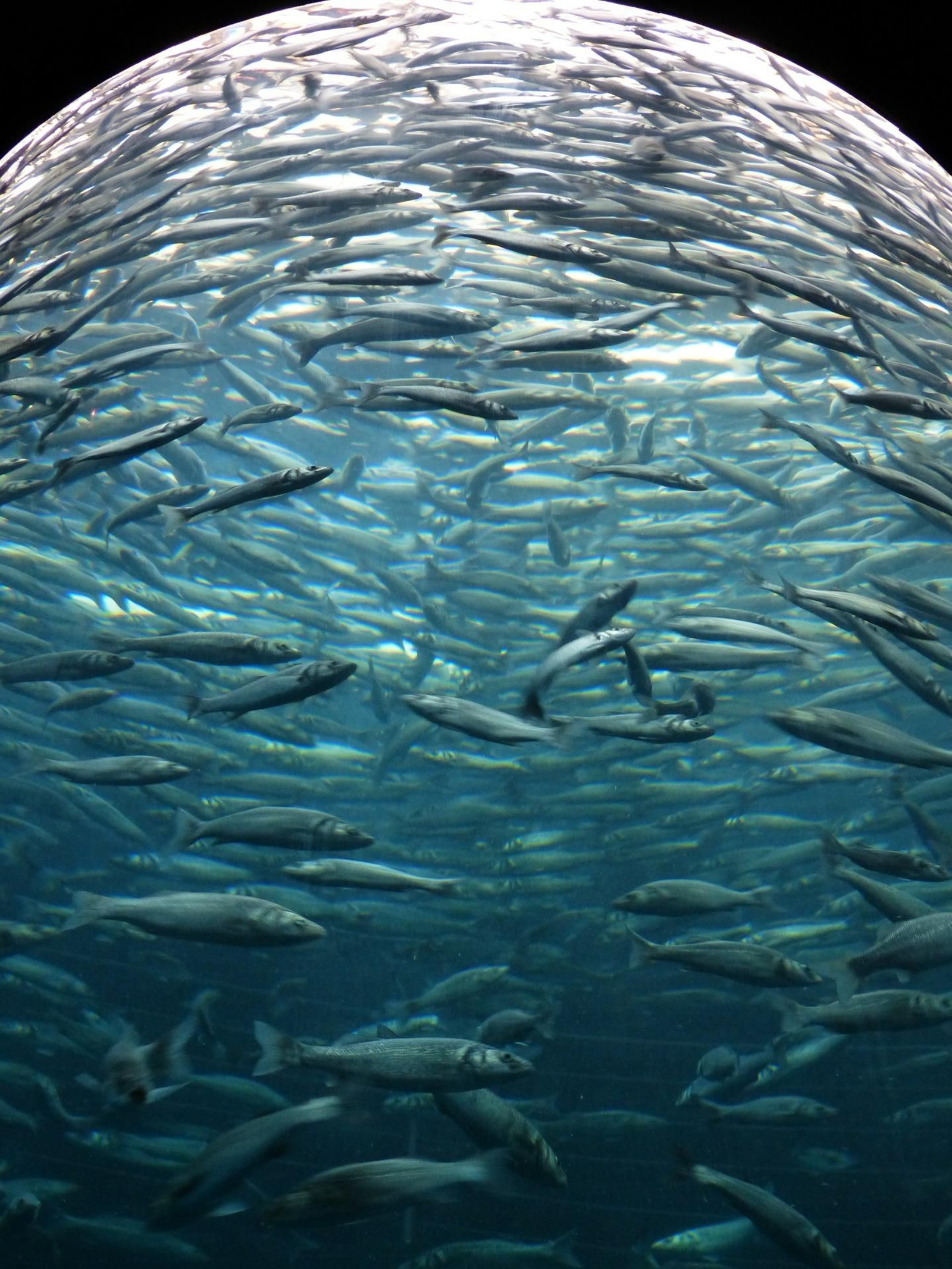Banco de sardinas en el Mediterráneo
