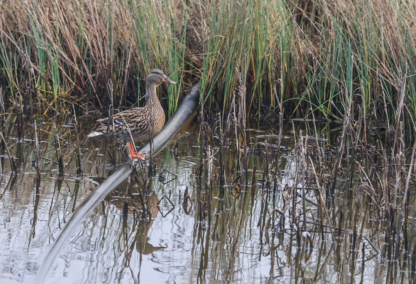 Ave en un humedal onubense.