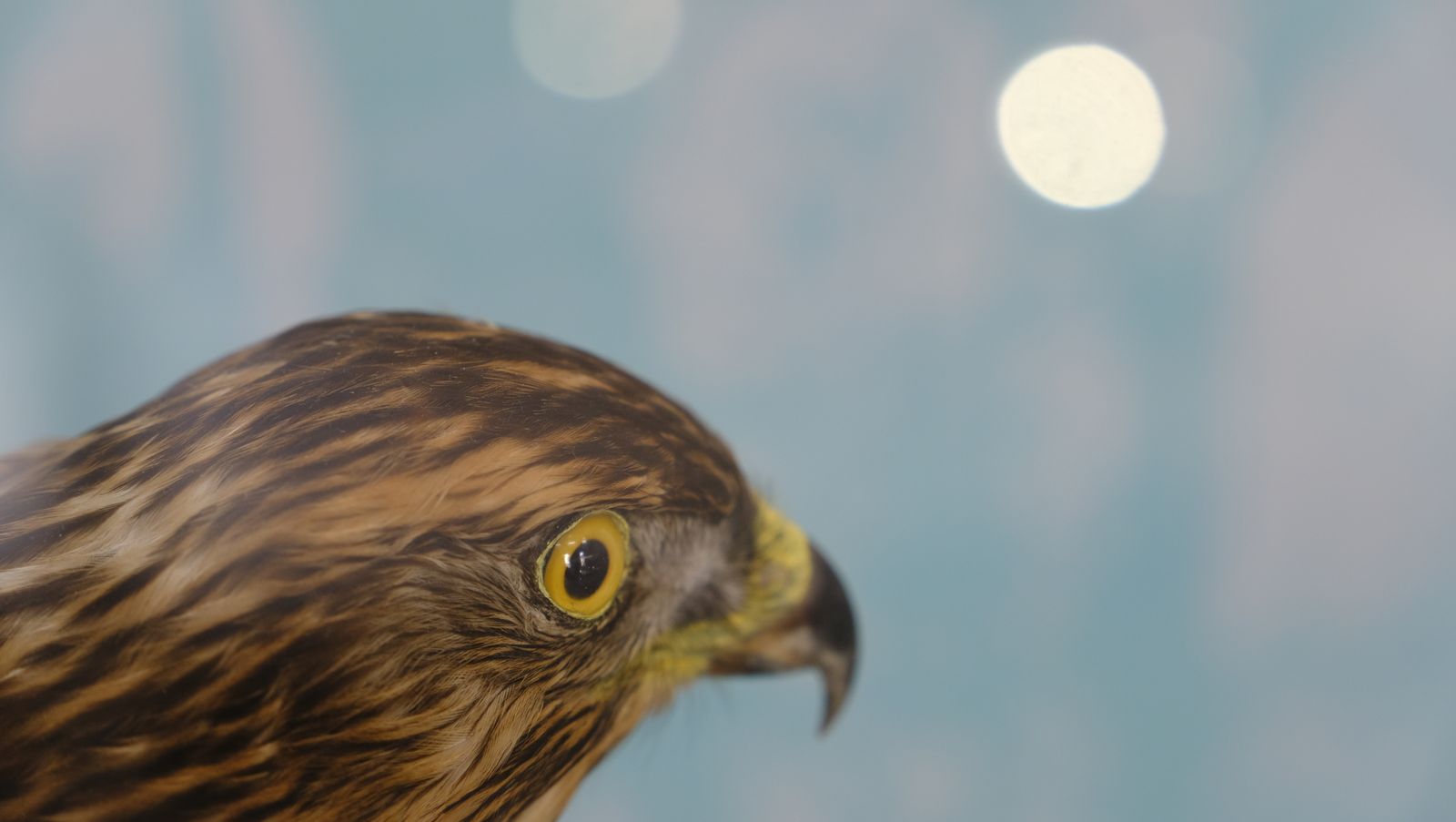 Las mejores imágenes del Pabellón de Historia Natural de la UAL