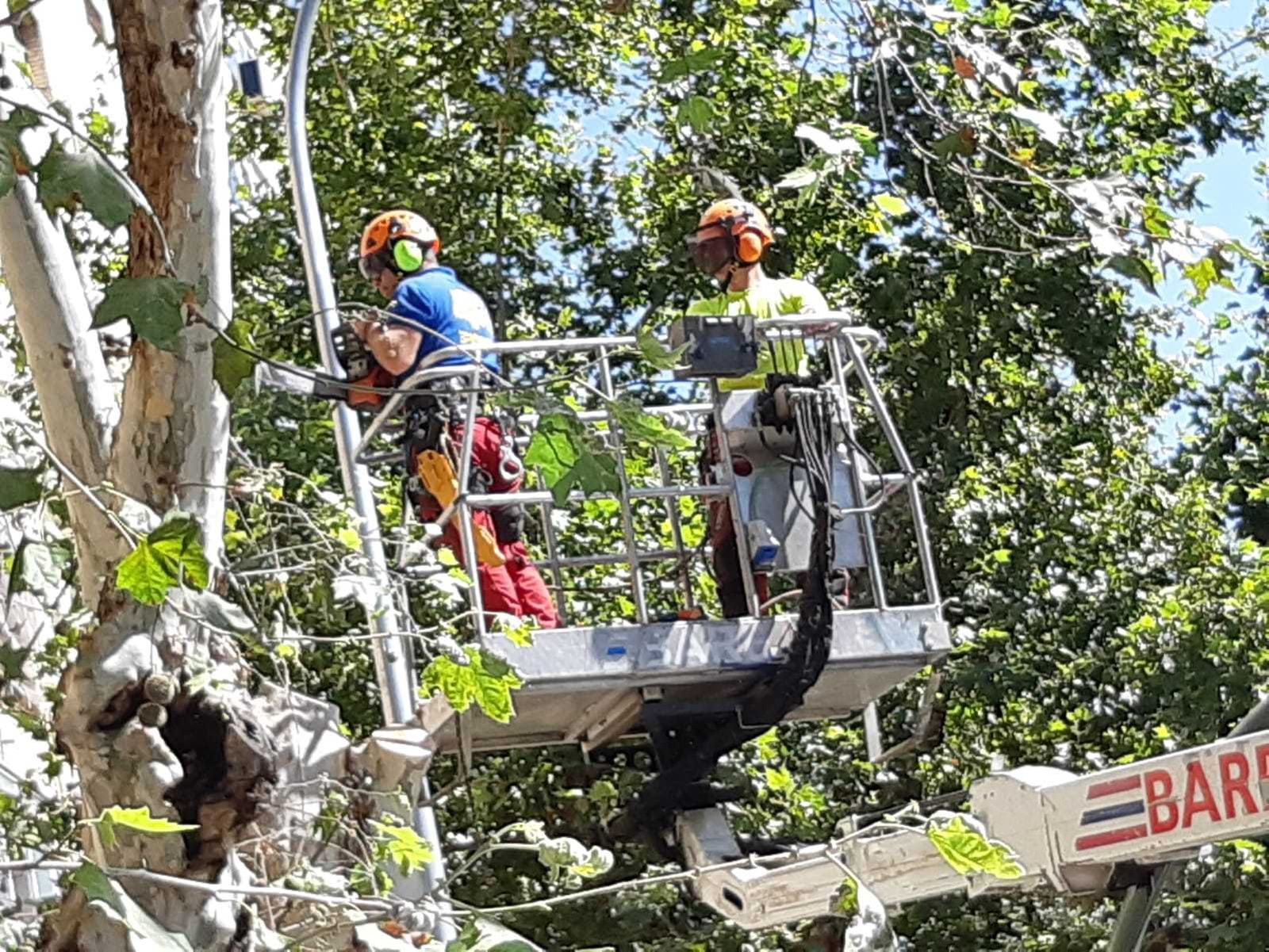 Archivada la denuncia por las talas en el Pumarejo y Avenida de Cádiz