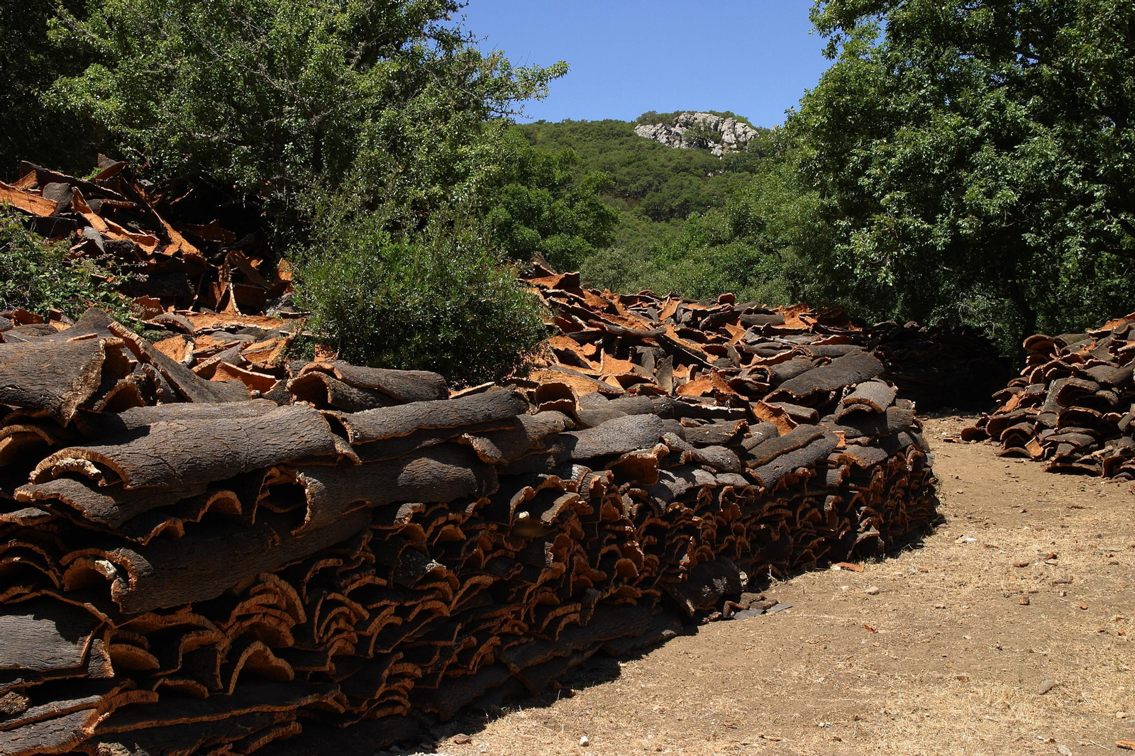 Corcho recién extraído de los alcornoques.