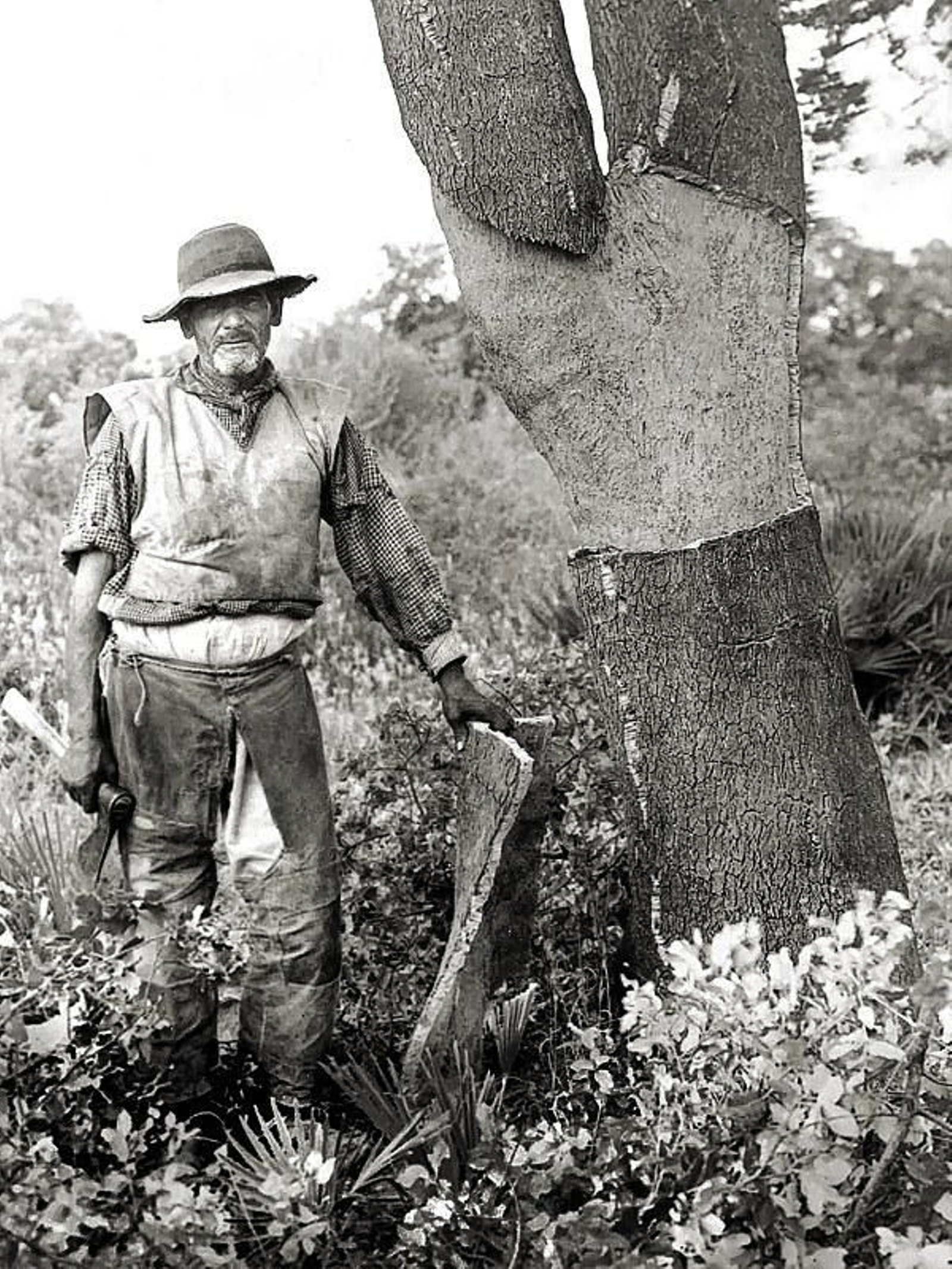 Un antiguo corchero en la Almoreima.