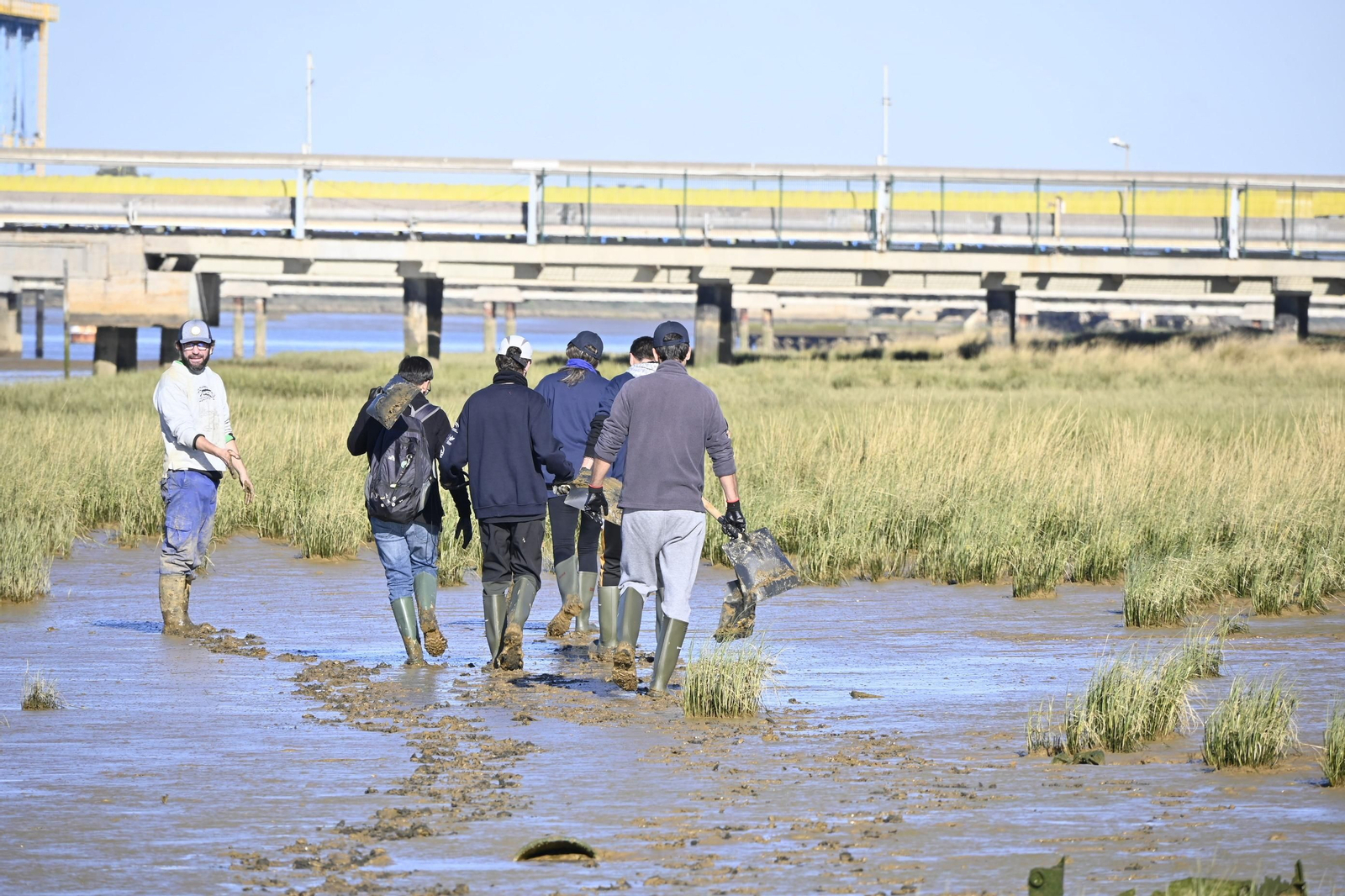 Plantación de la especie autóctona Espartina Marítima en imágenes