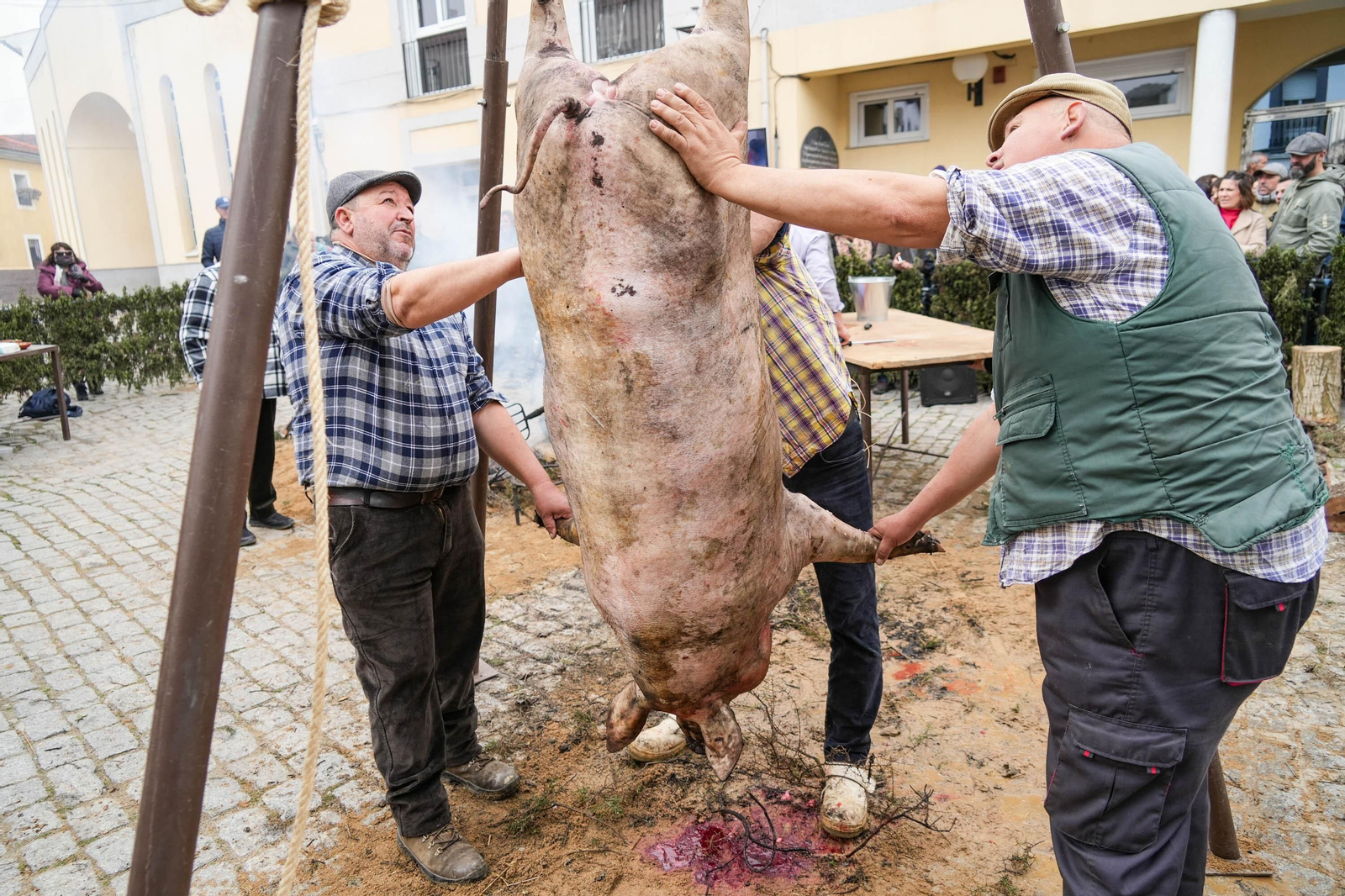 La Fiesta de la Matanza de Alcaracejos, en imágenes
