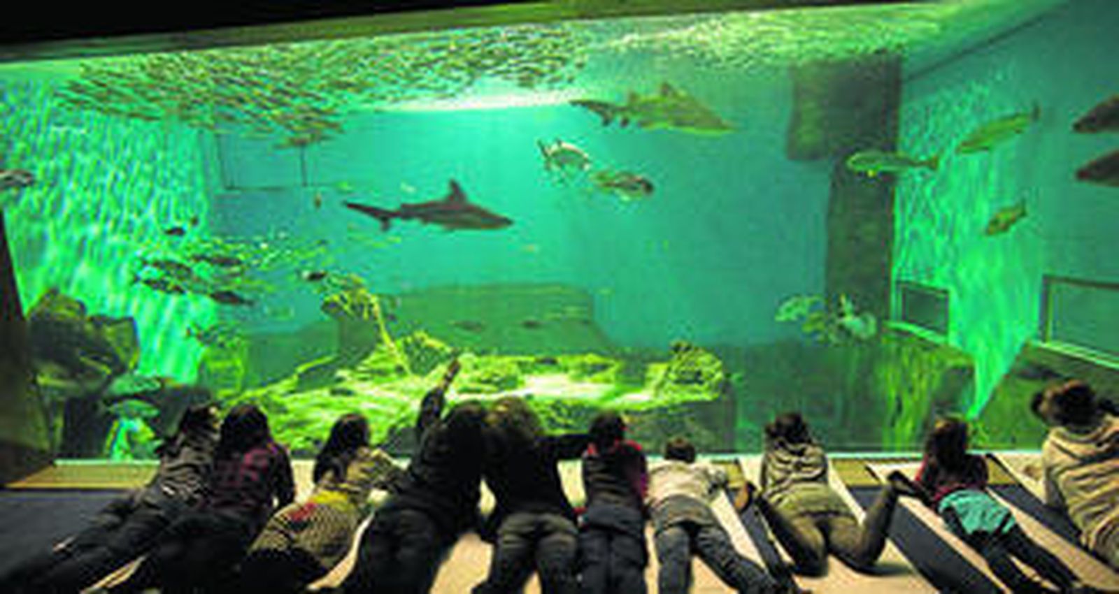 Un grupo de niños pasa una noche con los tiburones en el acuario sevillano.